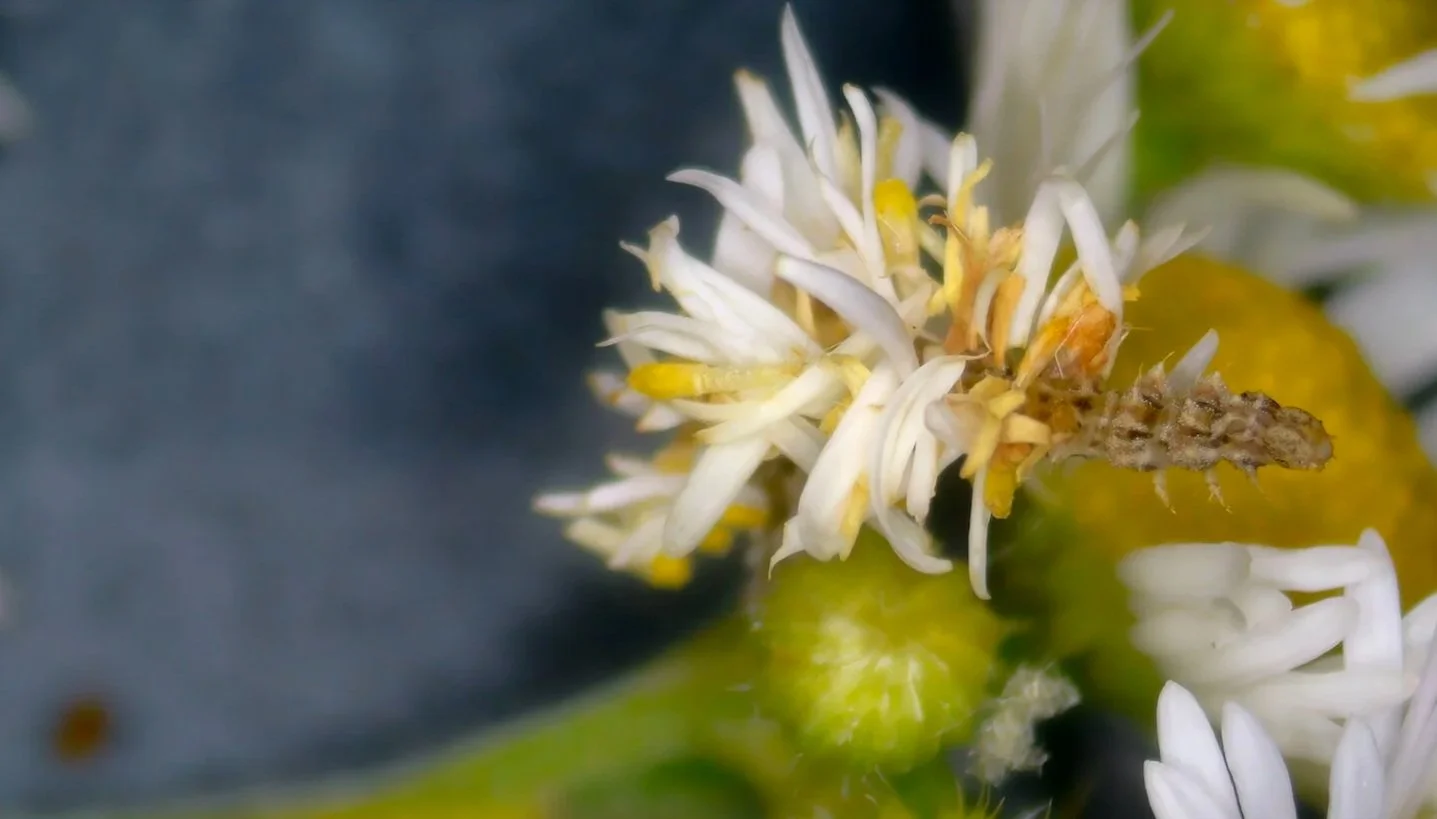 Emerald Decorator Caterpillar (Credit: Sam Jaffe)