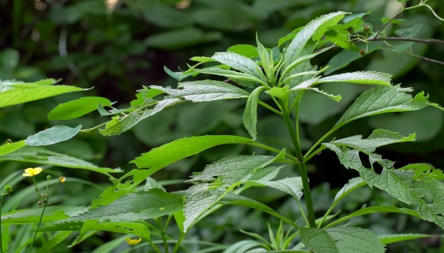 Joe Pye Weed native plant in Amanda's garden (Credit: Caterpillar Films)