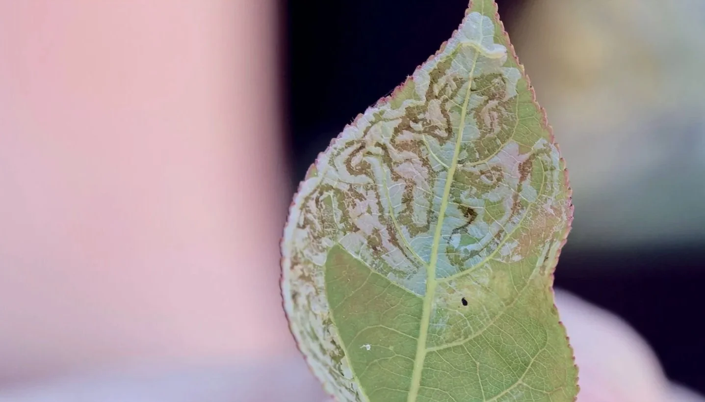 Leaf Miner in a Poplar Leaf (Credit: Caterpillar Films)