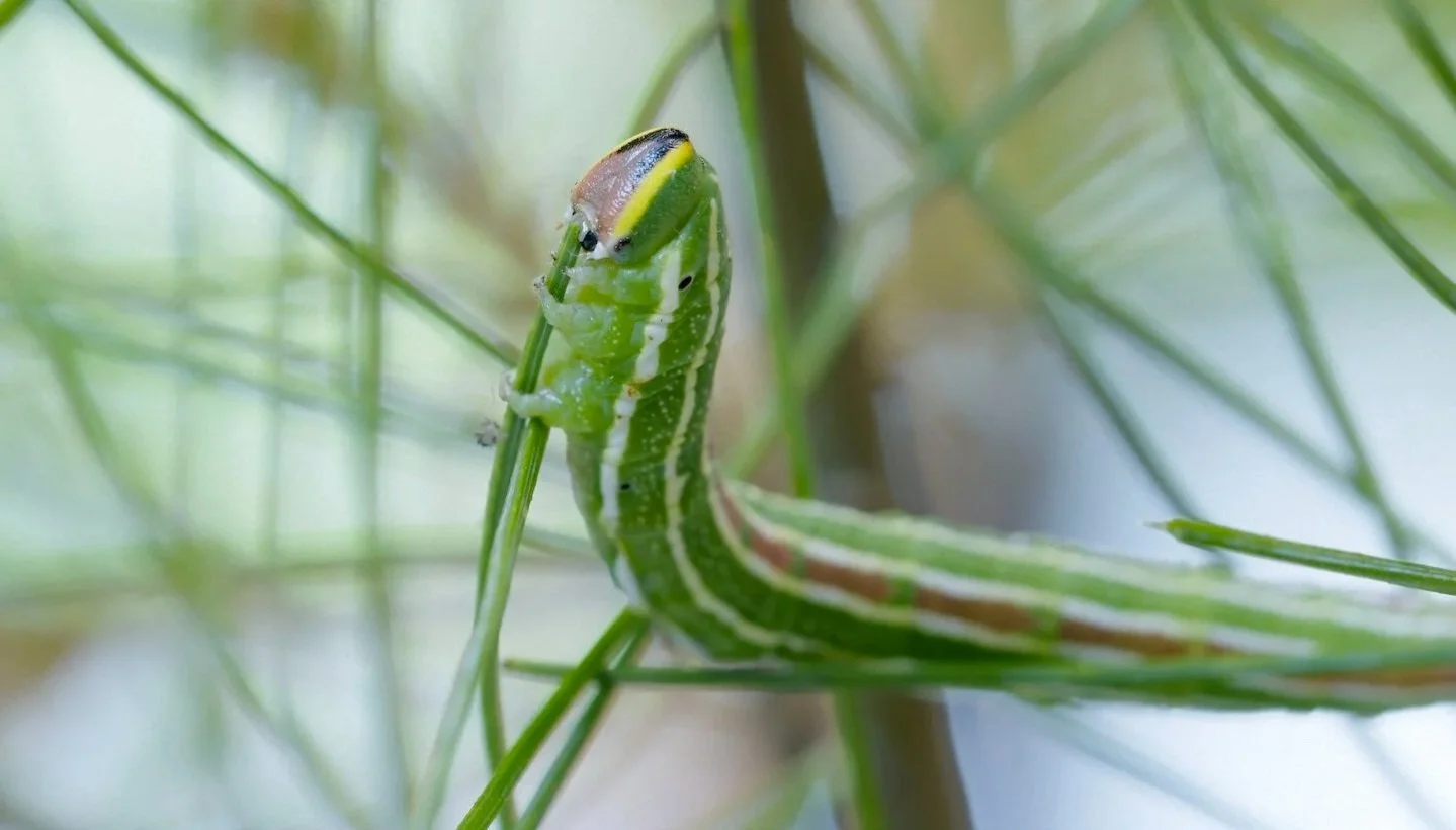 Northern Pine Sphinx Caterpillar (Credit: Caterpillar Films)
