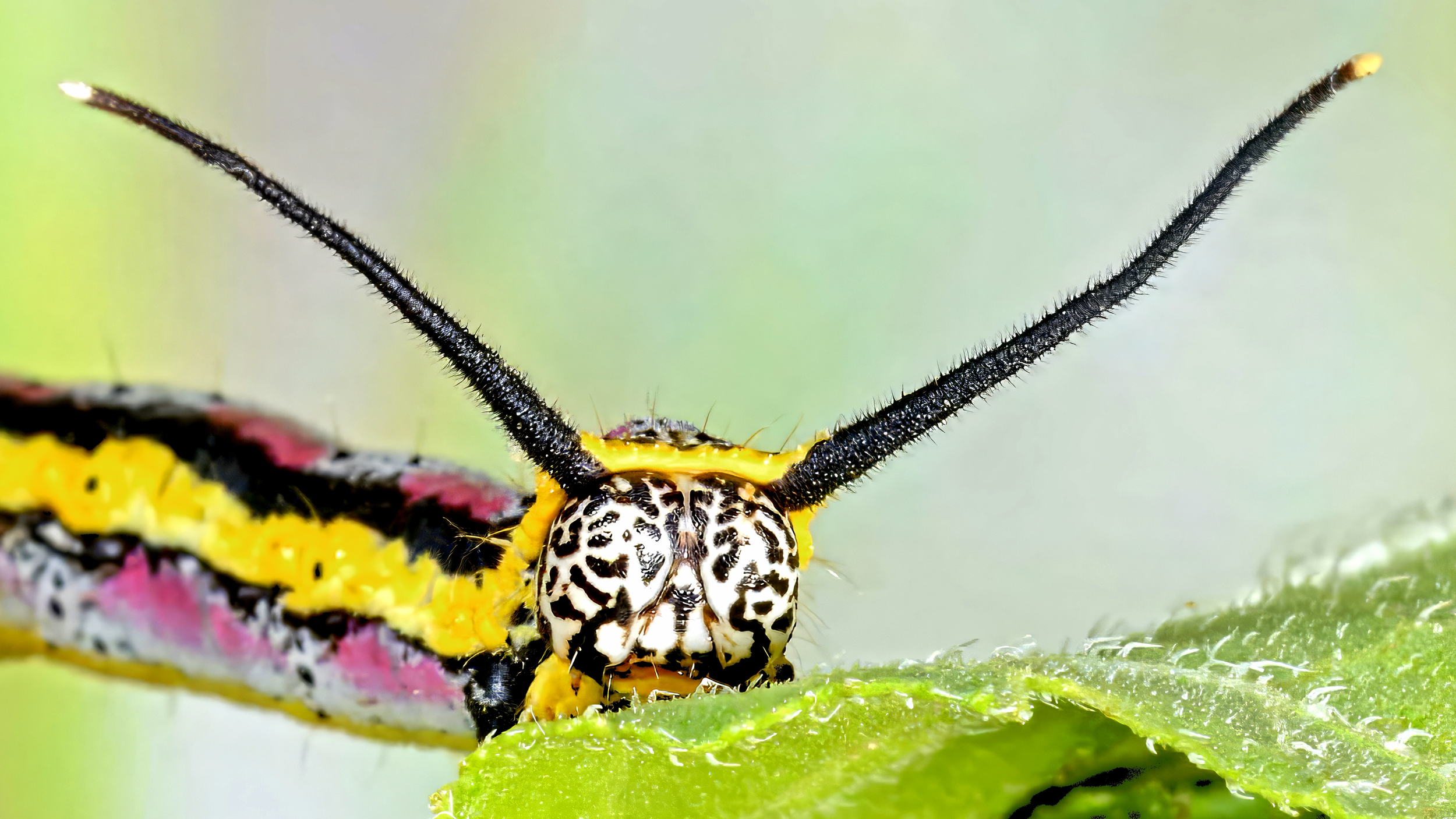 CATEREPILLAR_PROMOTIONAL_STILL_4.png