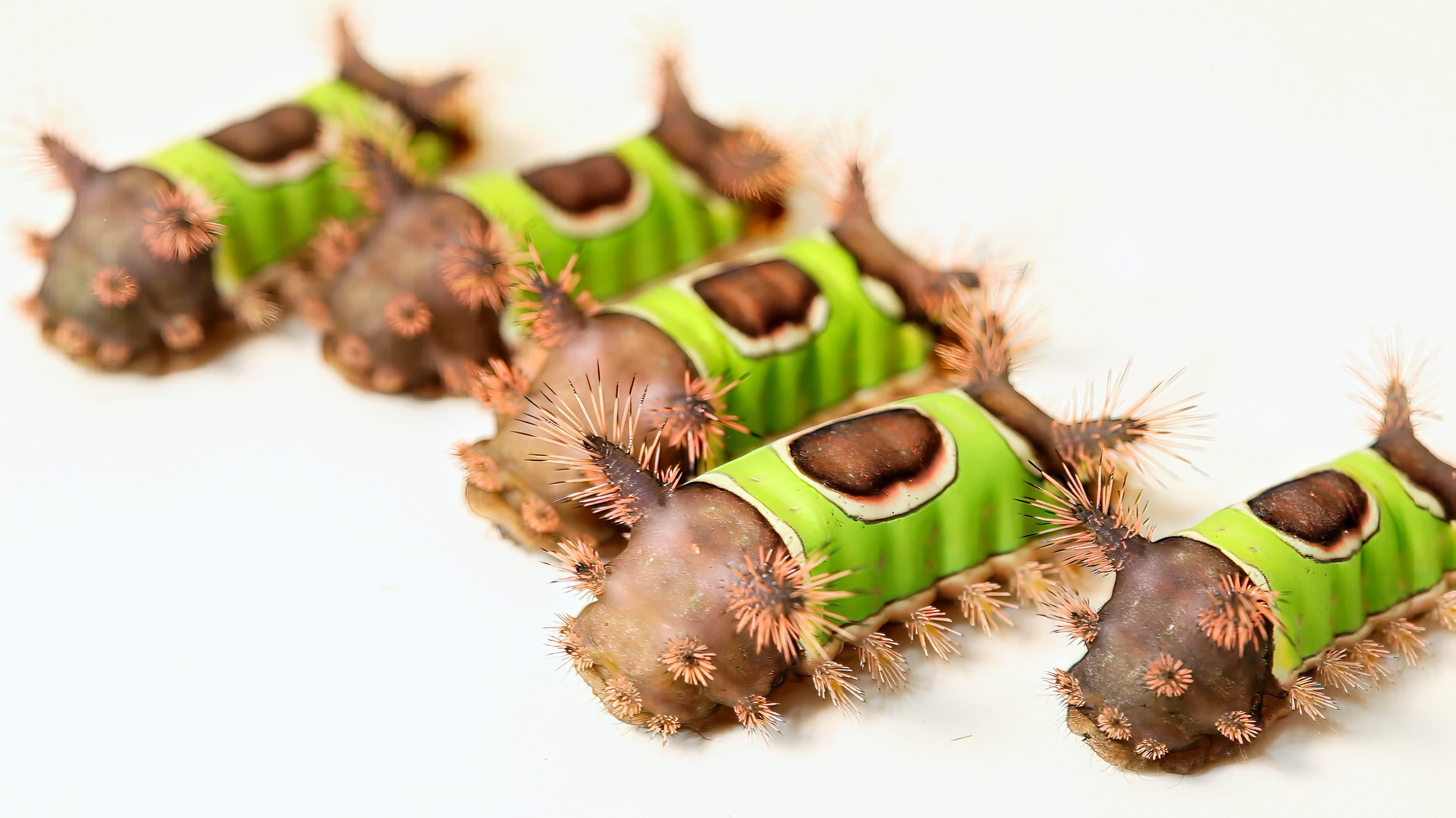CATEREPILLAR_PROMOTIONAL_STILL_1.png