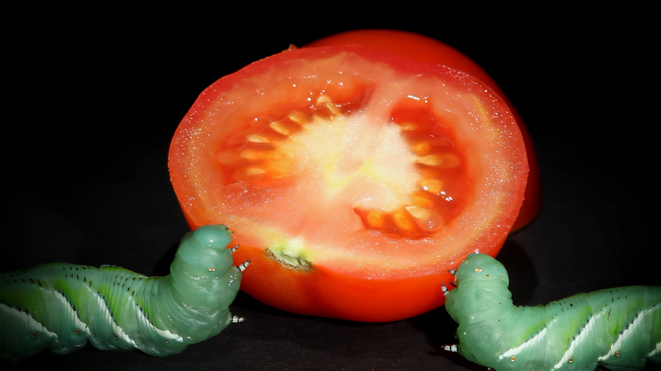 CATEREPILLAR_PROMOTIONAL_STILL_5.png