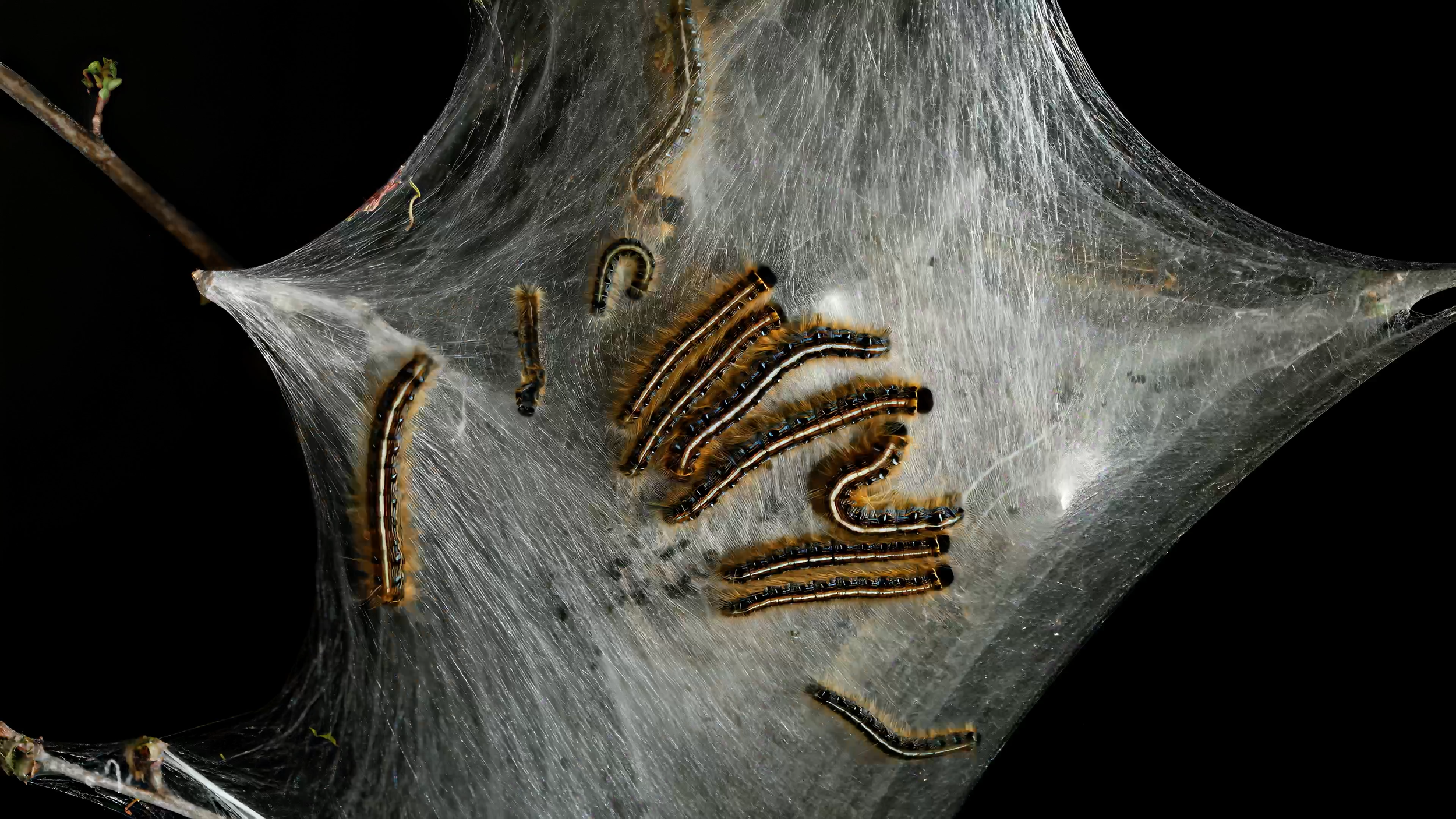 CATEREPILLAR_PROMOTIONAL_STILL_7.png