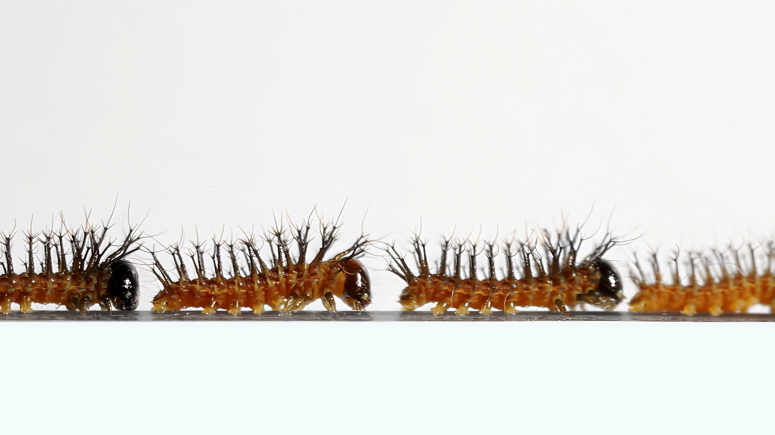 CATEREPILLAR_PROMOTIONAL_STILL_2.png