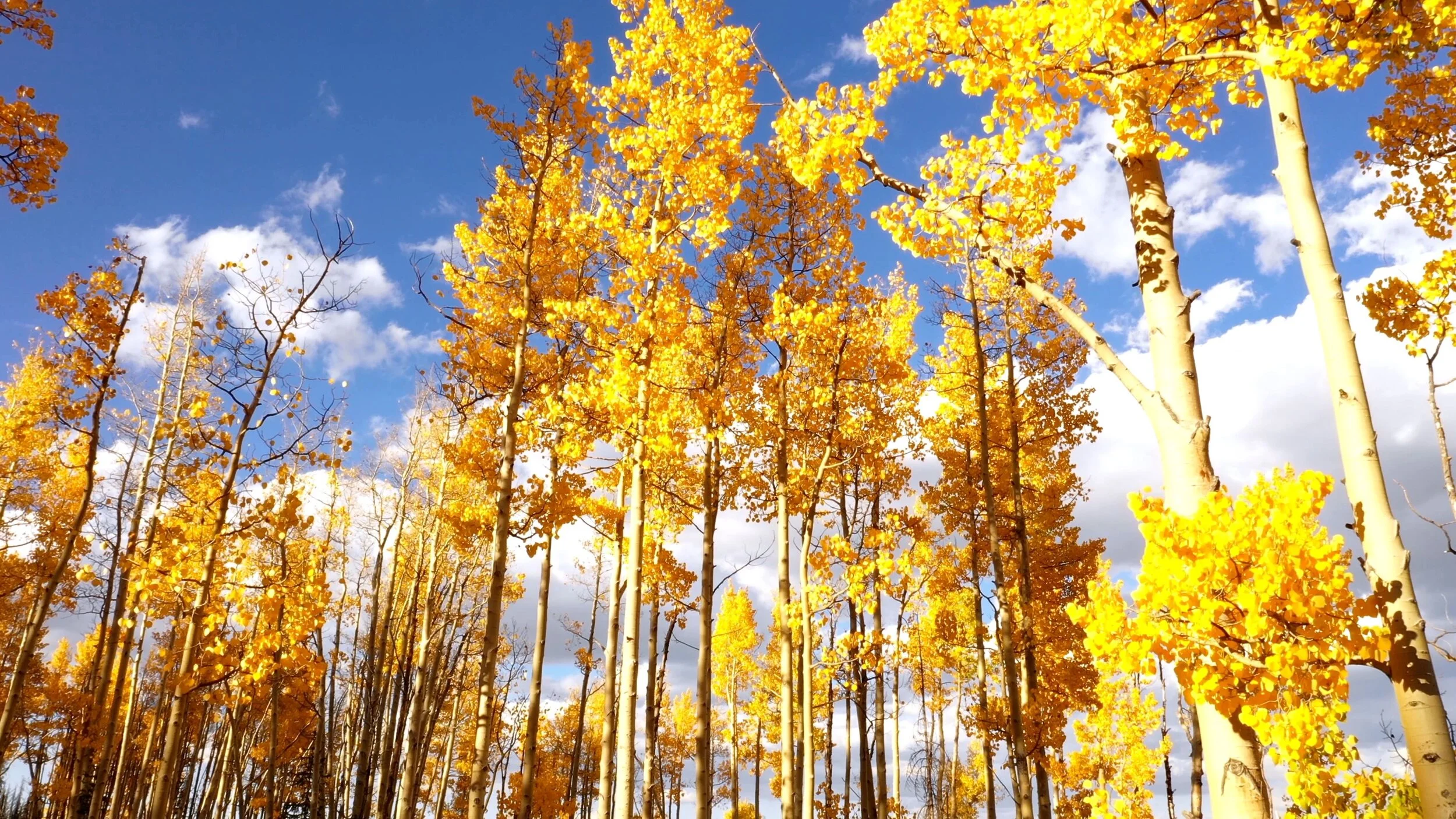 flight-through-golden-aspen-trees.jpg