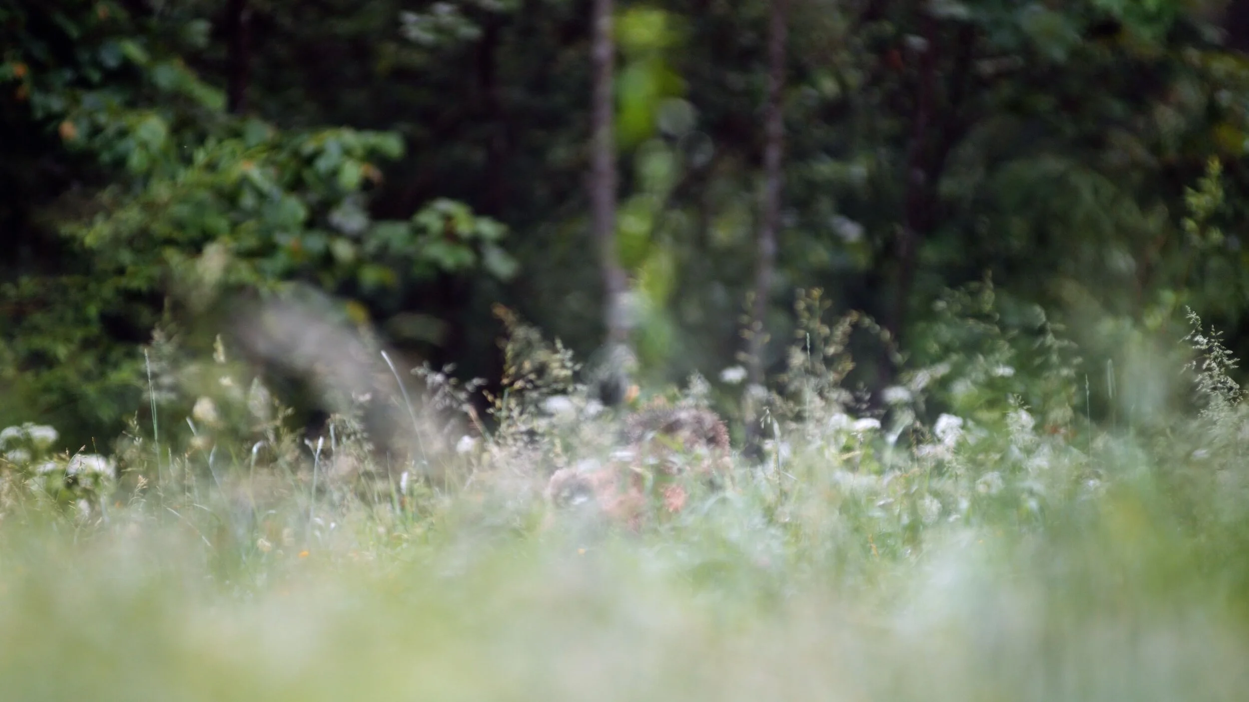 brown-bear-in-meadow-eating-plants.jpg