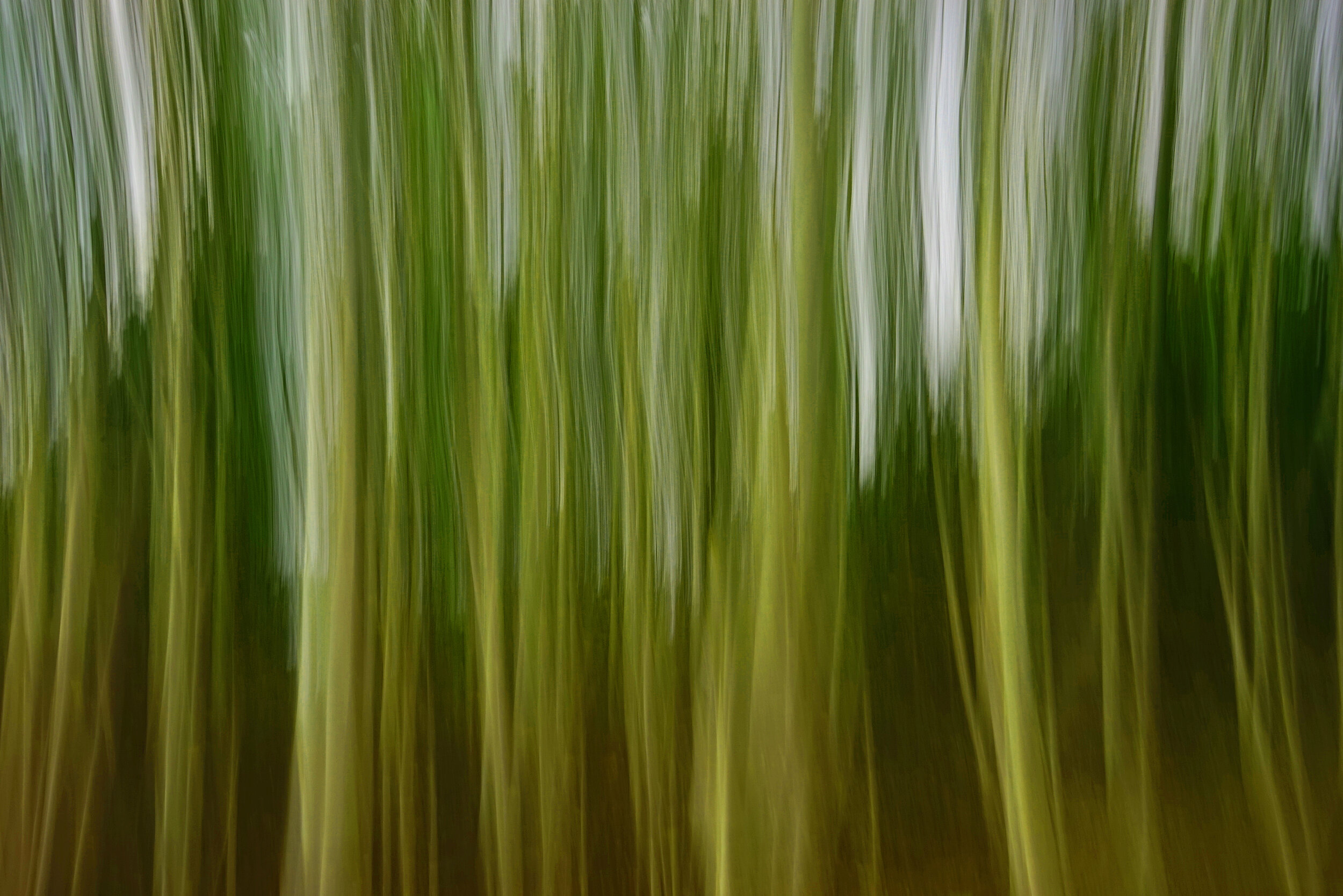 This image is of a small group of Silver Birch trees and was the result of a technique called Icm ( intentional camera movement) . In this case I purposely moved the camera in a vertical plane giving this interesting result.