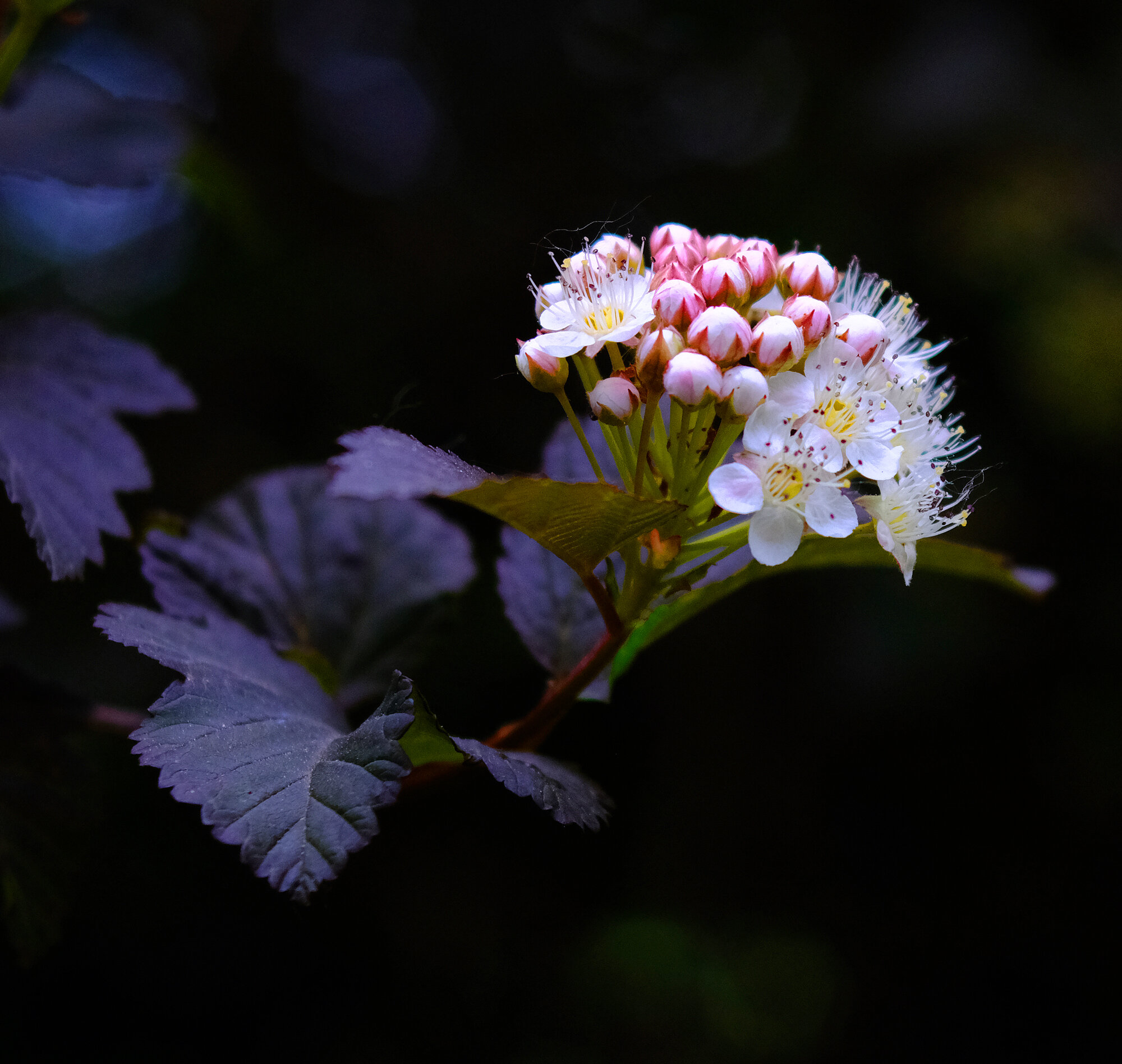 Close up shot of the Ninebark flower.