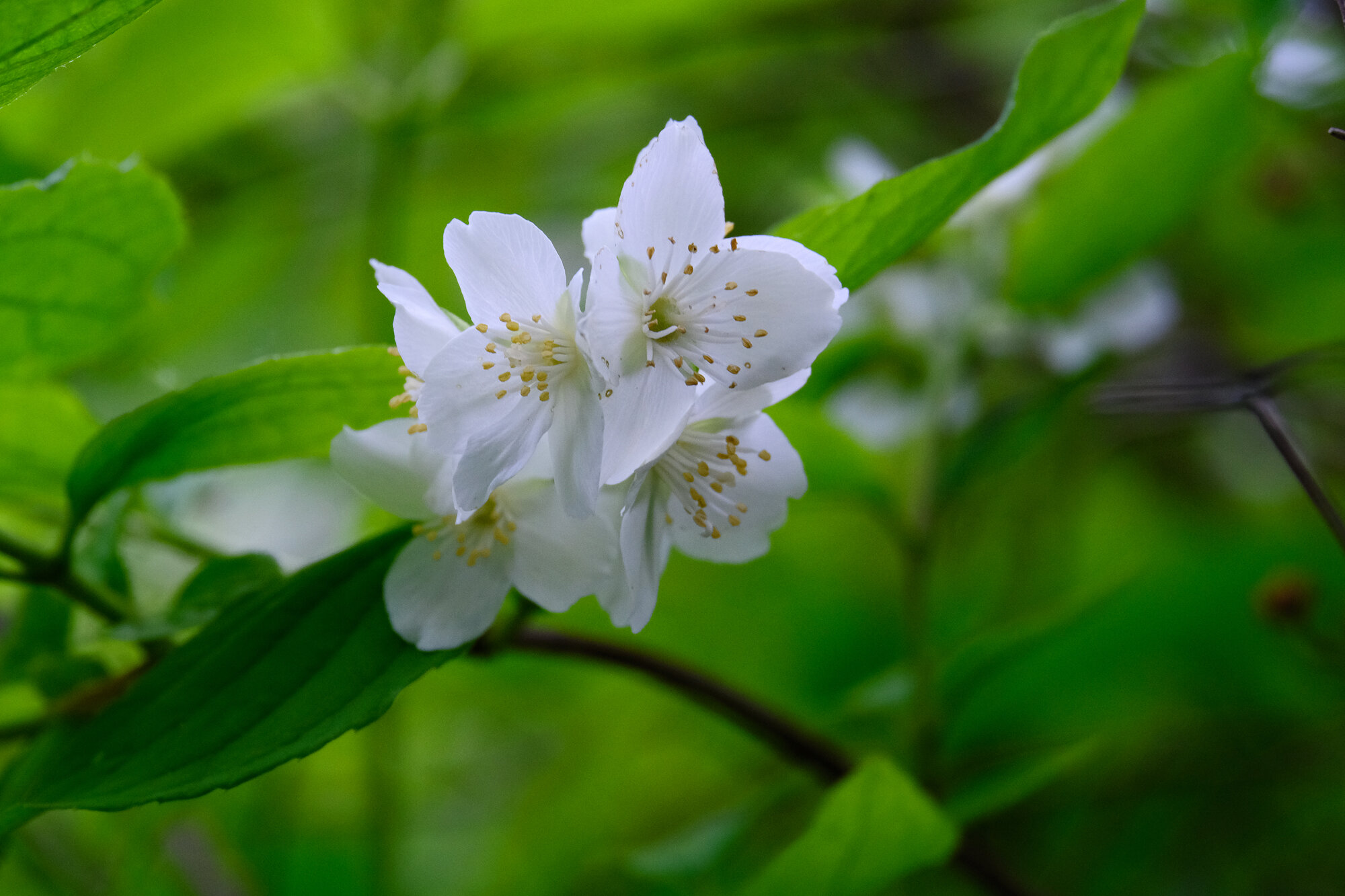 The ornate flower of the Honeysuckle shrub with its delicate Pistils.