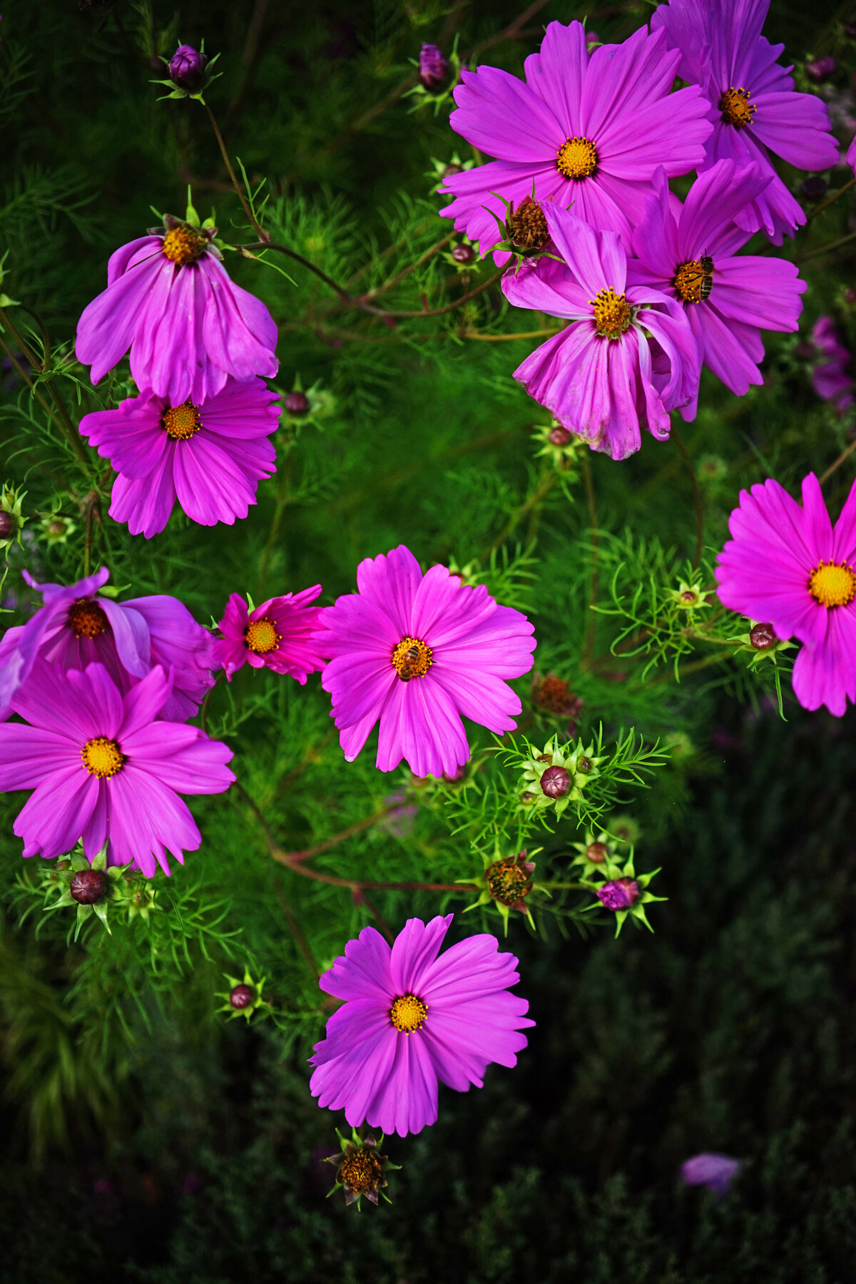 When photographing close up you’re always looking to separate the subject from the back ground, this is done primarily by using a wide Aperture the effect can almost give a 3D look as in this shot.