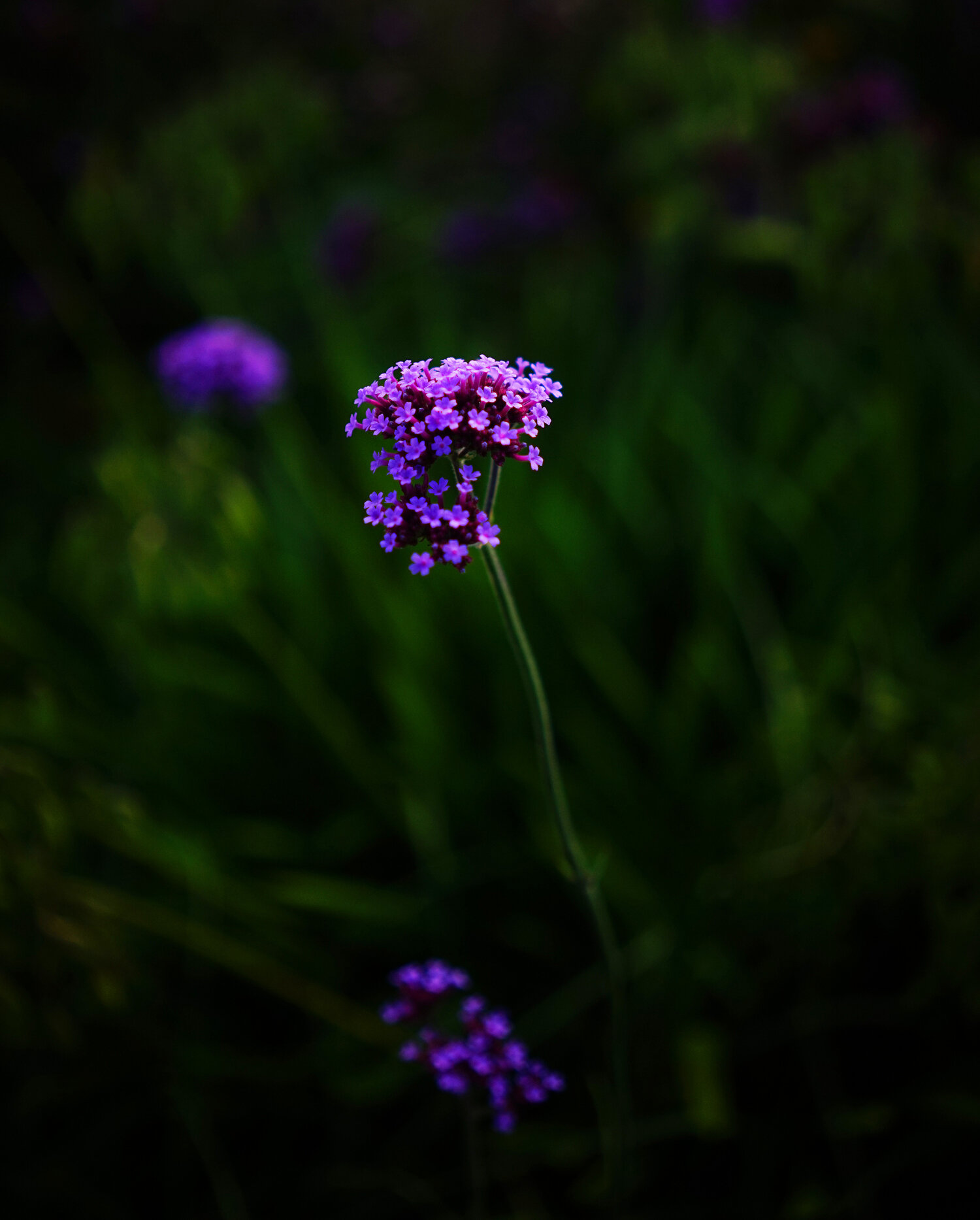 Another example of how a wide Aperture can blur the background and bring out the subject.