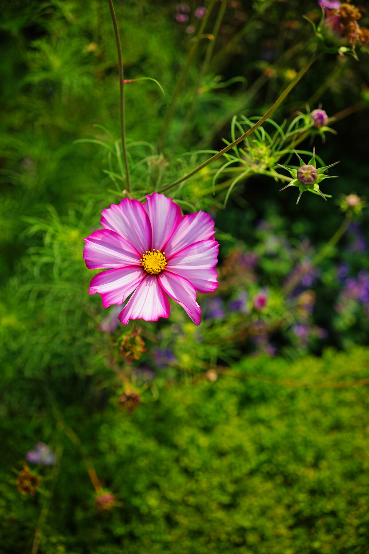 Here again we see how blurring the background with a shallow depth of field can make the flower pop.