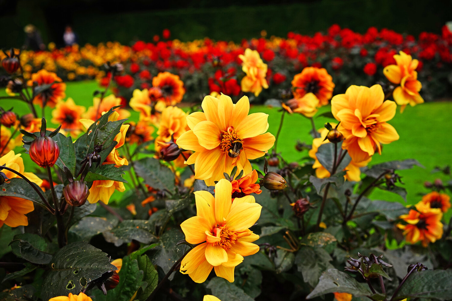 Can you see him? The humble bumble bee I mean, going about his work amongst these flowers.