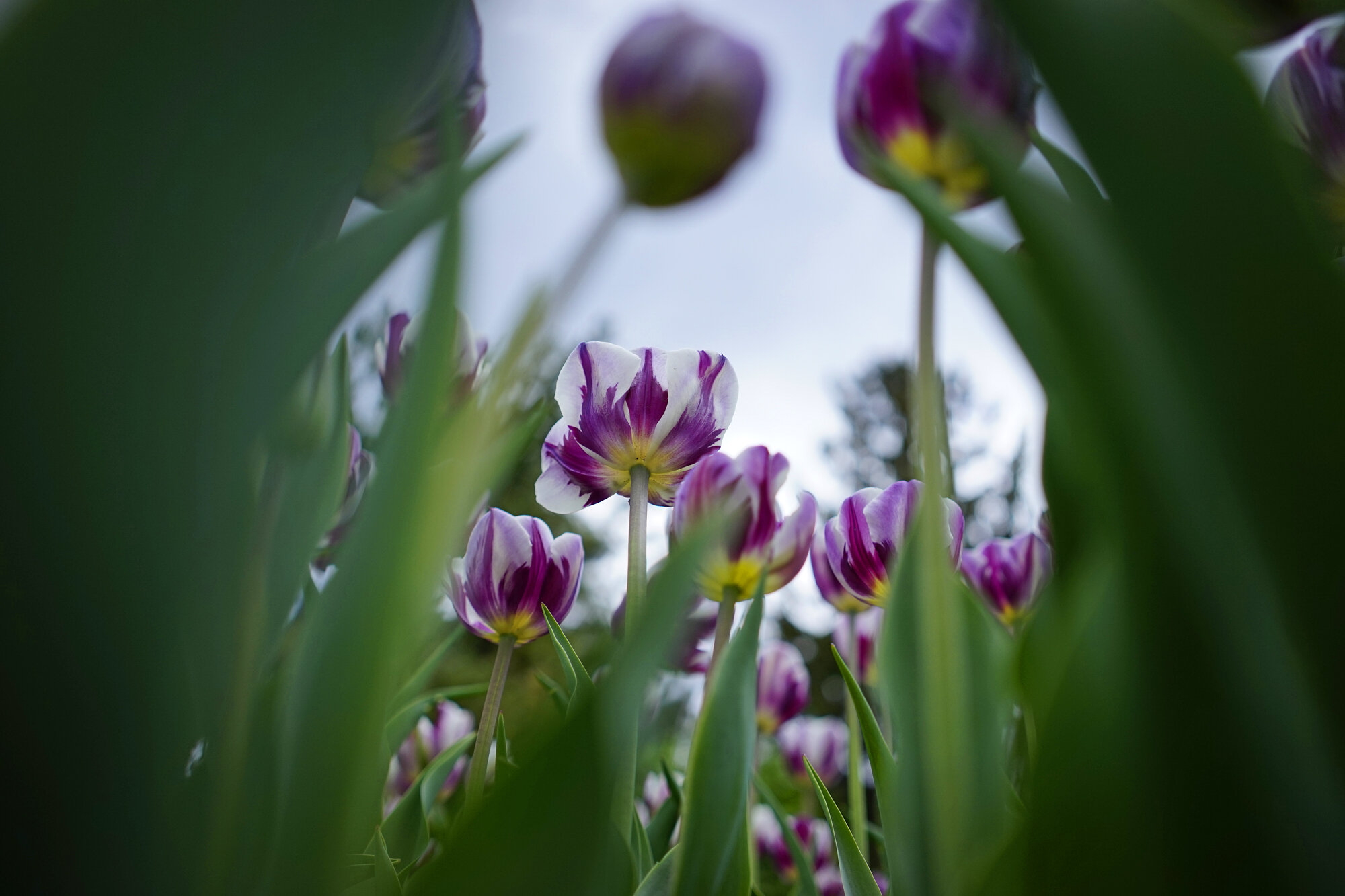 An unusual angle looking up amongst the tulips at the Ottawa Tulip Festival.