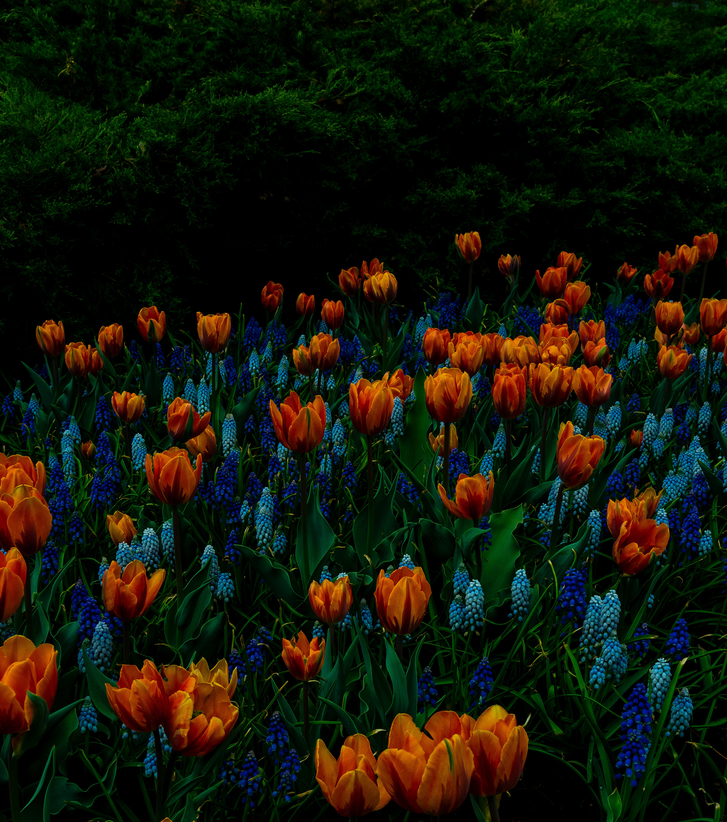 Blue Hyacinth mixed in with Tulips at the Ottawa Tulip Festival.