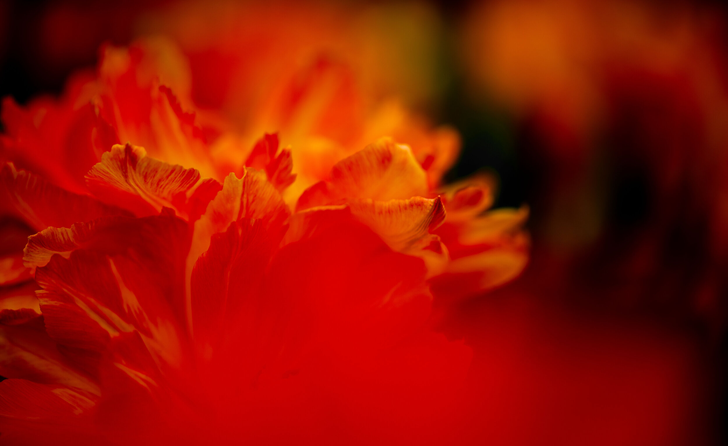 Macro shot of a Tulip at the Ottawa Tulip Festival.