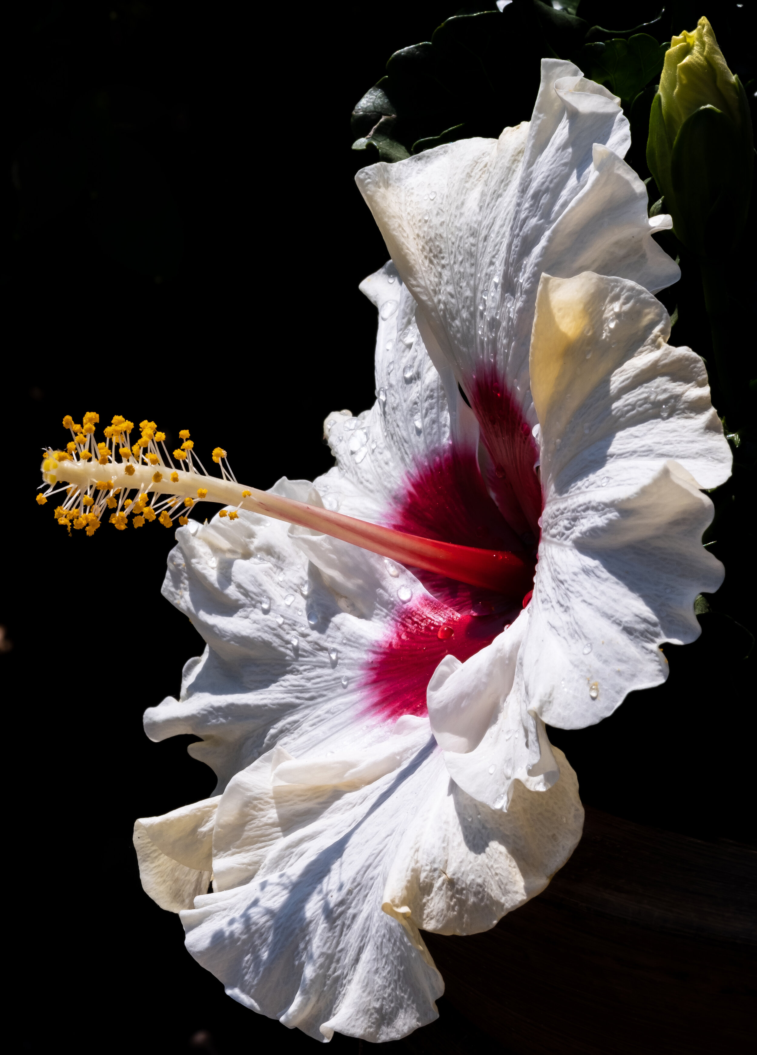 Tropical Punch Hibiscus flower.