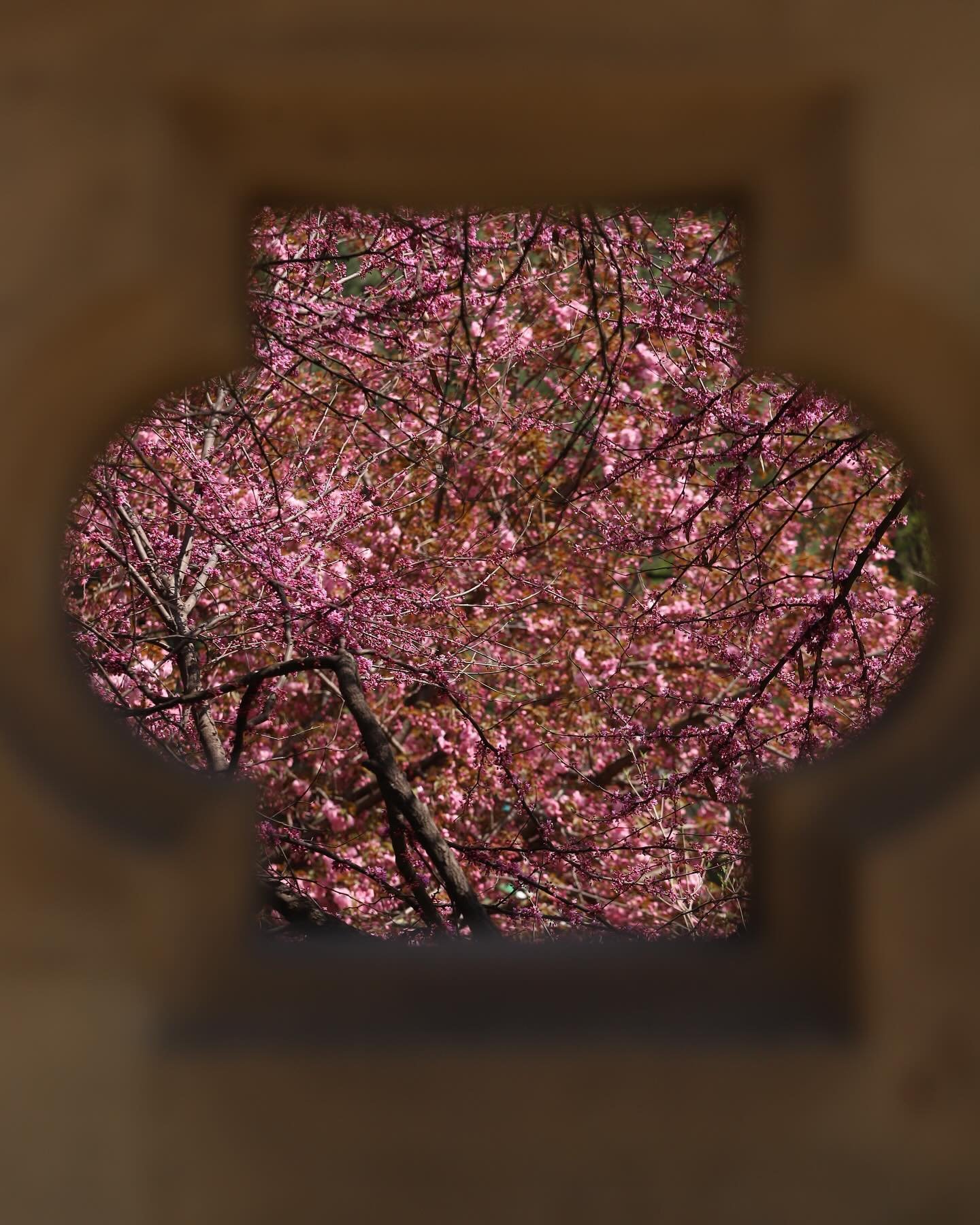Beauty at Bethesda Terrace. Spring 2024
#nyc #newyorkcity #centralpark #cherryblossom #cherryblossoms #cherrytrees #foliage #spring #springtime #color #bridge #bethesdaterrace