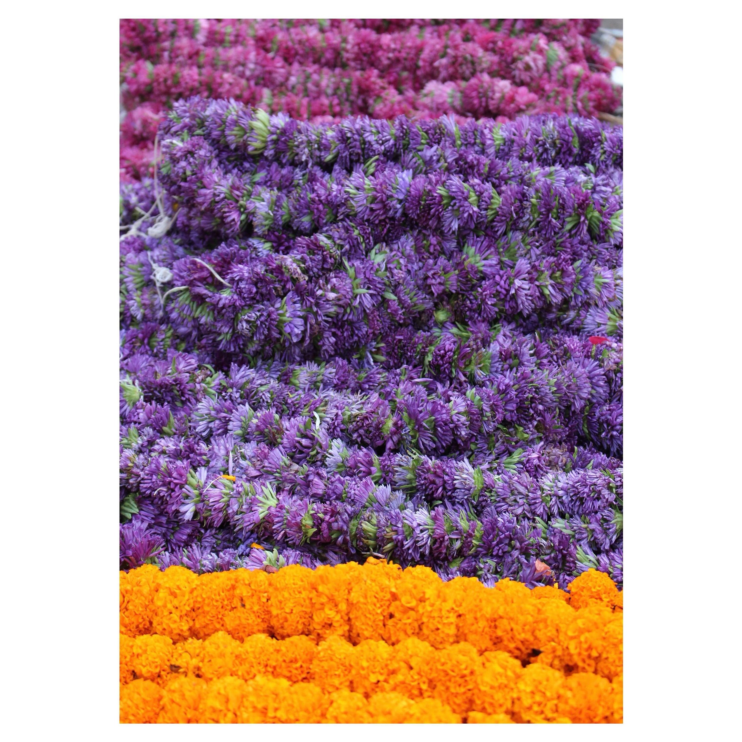 The most gorgeous flowers at KR Market in Bangalore, India. April 2017.
#india #krmarketbangalore #bangalore #flowers #market #decorativeflowers #color #travelphotography
