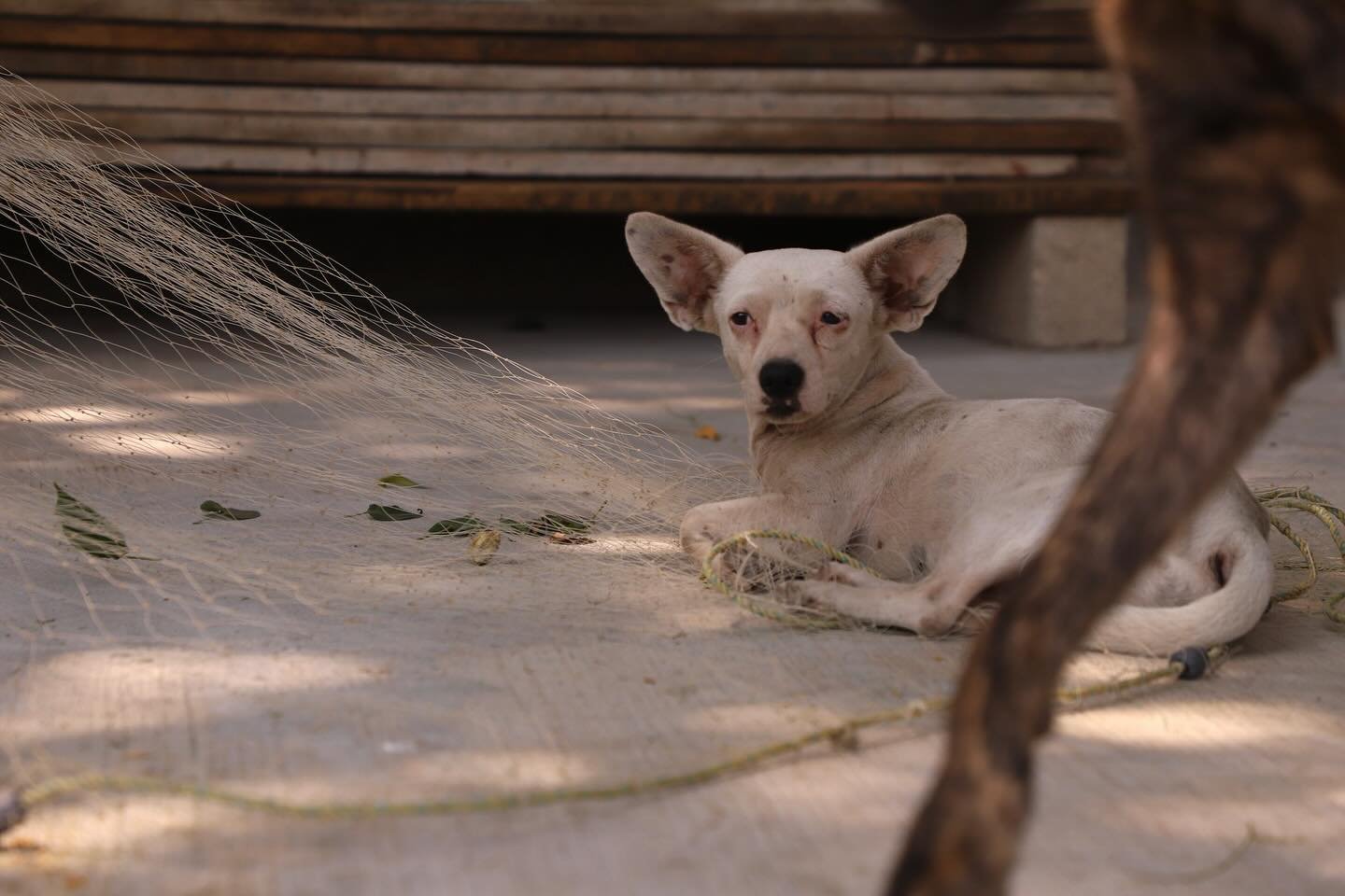 Sleepy, furry friend in Puerto Escondido. Love the fishing net in this easygoing beach town.
#puertoescondido #mexico #dog #dogsofinstagram #perro #perros #travelphotography #fishnet