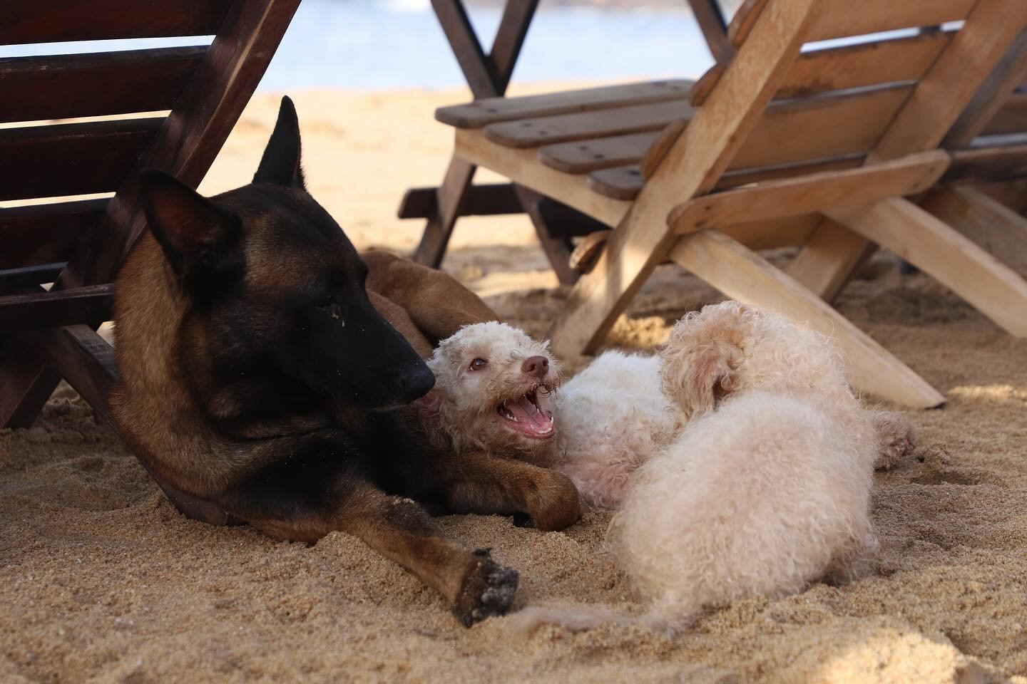 Cute beach doggies playing on the beach. Mazunte, Mexico.
#mazunte #mexico #playa #beach #perro #perros #dog ##dogsofinstagram #travelphotography