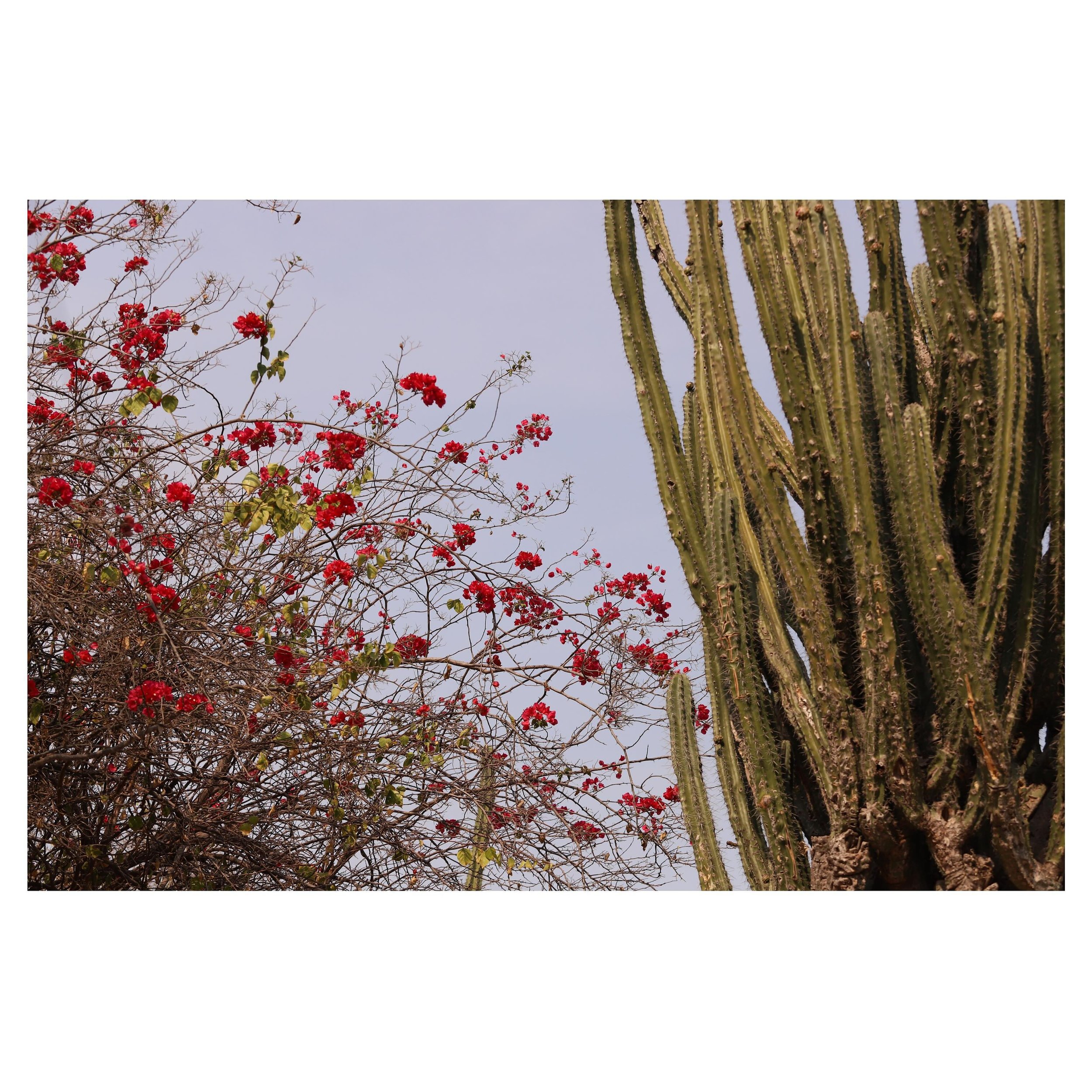 Nature in Mexico. I came to capture the essence of this country and am enjoying the journey.
#mexico #cactus #cacti #nature #color #bloom #bouganvillea #travelphotography #mazunte #mazunteoaxaca