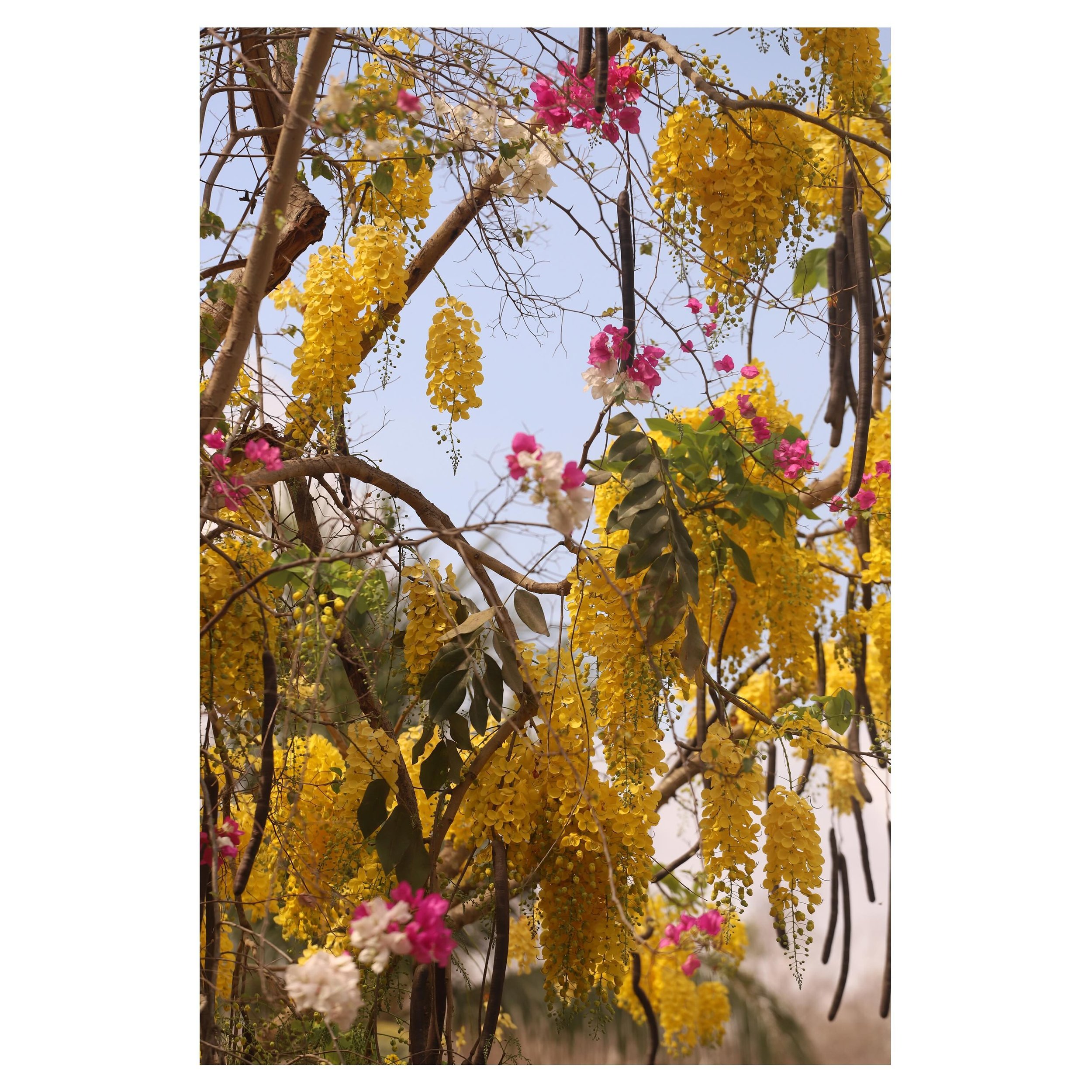 Nature in Mexico. I came to capture the essence of this country and am enjoying the journey.
#mexico #cassiafistula #bougainvillea #nature #color #goldenshowertree #travelphotography #mazunte #mazunteoaxaca