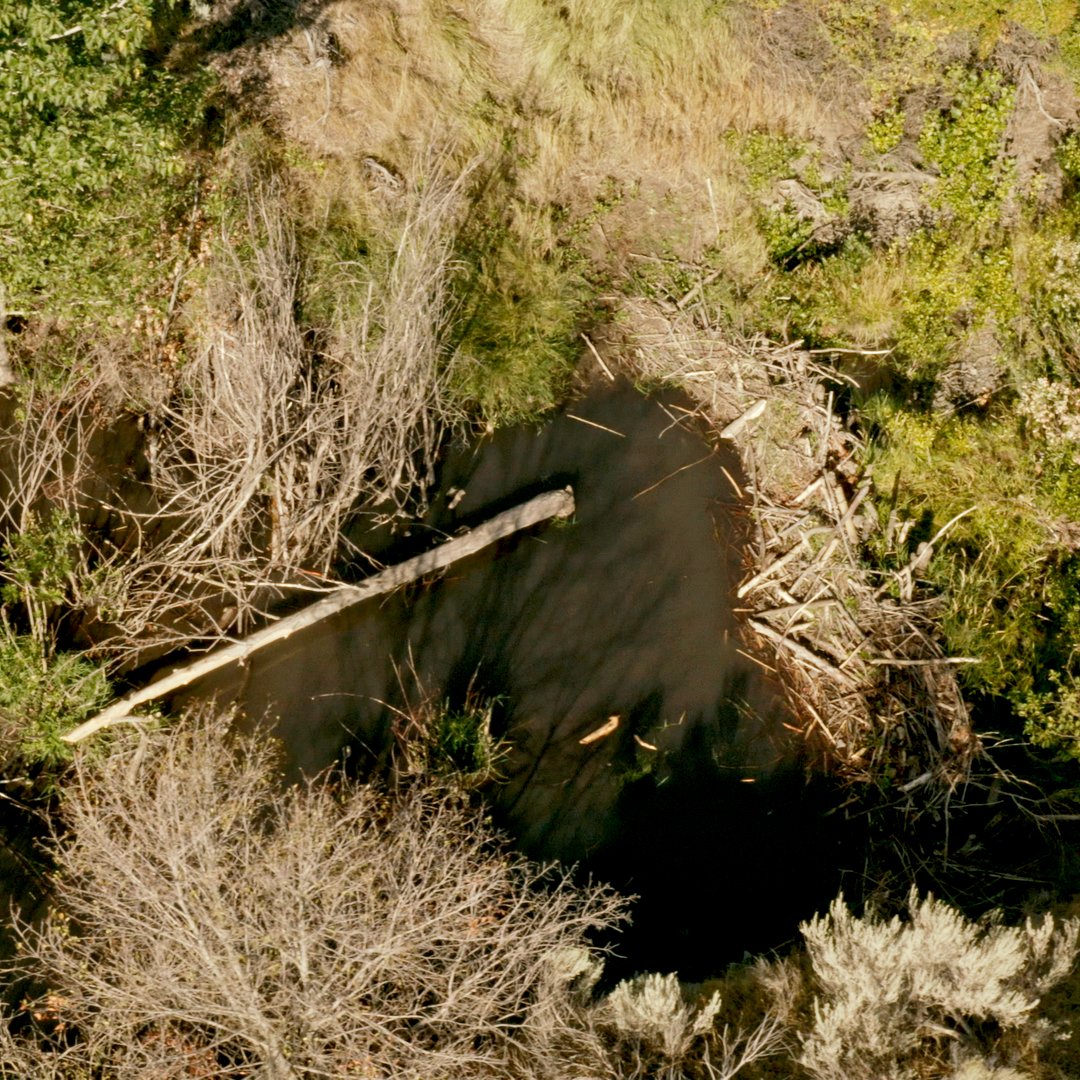 Conservation Spotlight Videos