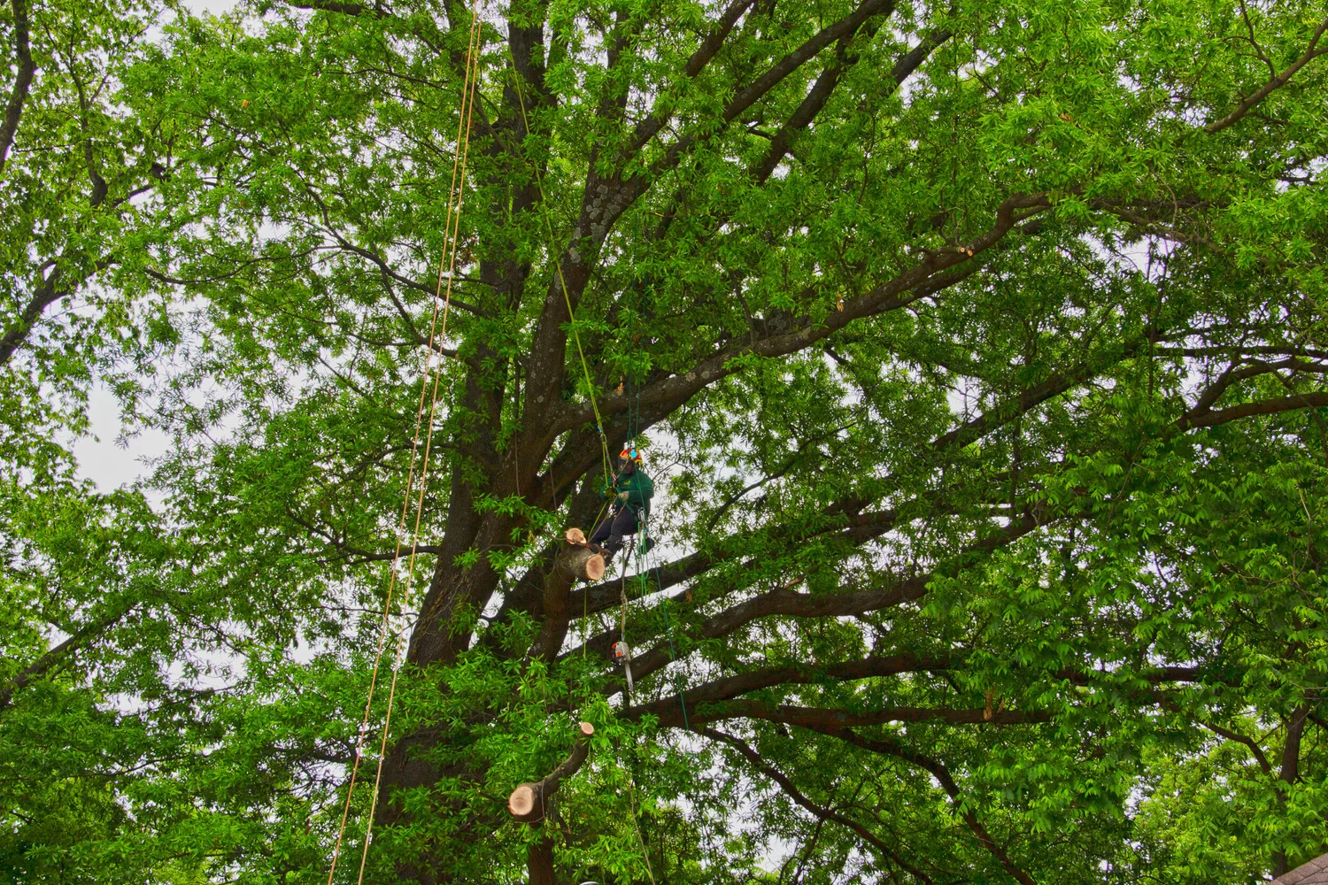 About Us — Harrison Tree Service, Memphis