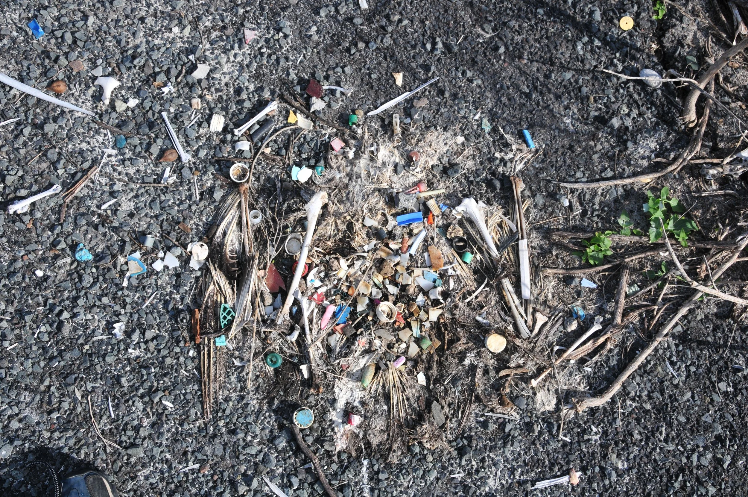 Laysan Albatross Carcass full of marine plastic, Henderson Field, Midway Atoll