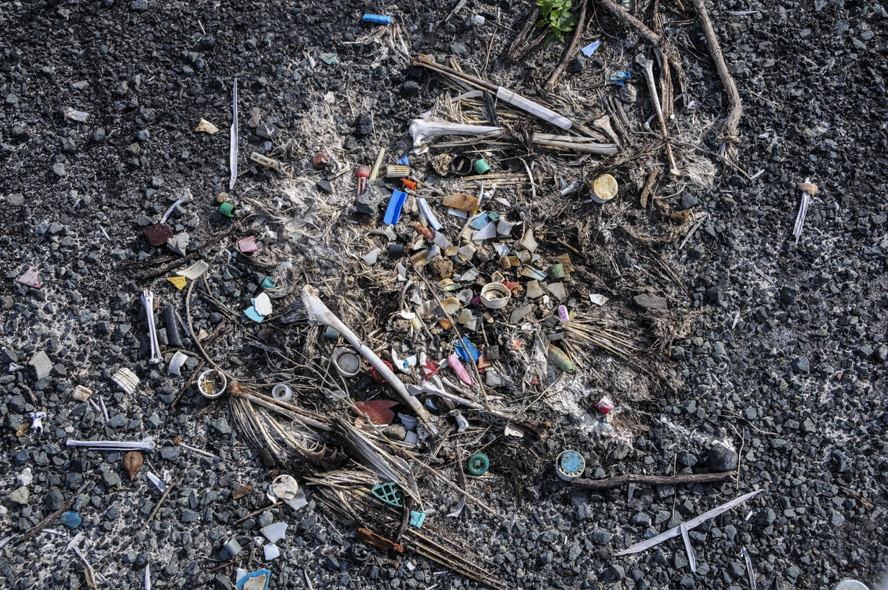 Lasan Albatross carcass and digested plastic, Midway Island, NWPI