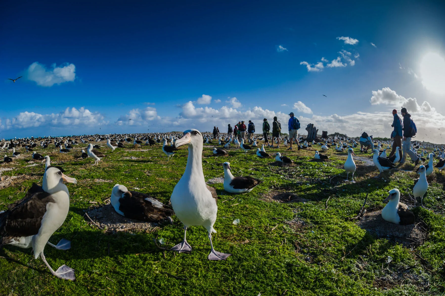 Midway Island - home to 1M albatross