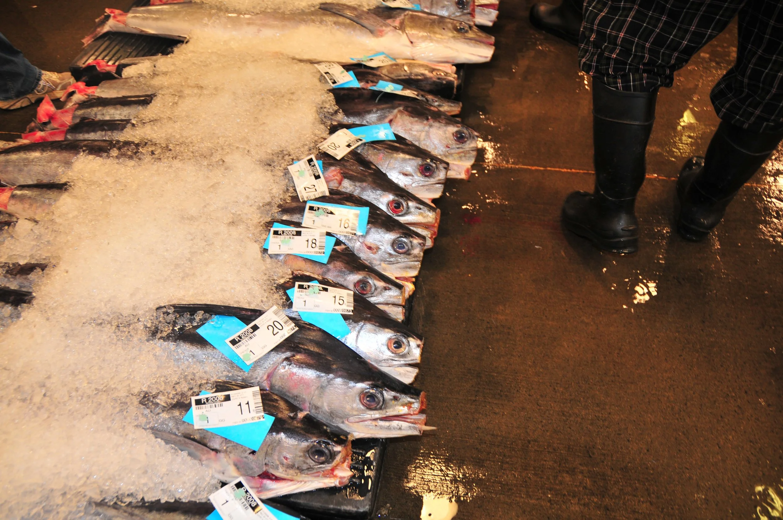 Beakless sailfish for cat food, Honolulu Fish Market, Hawaii
