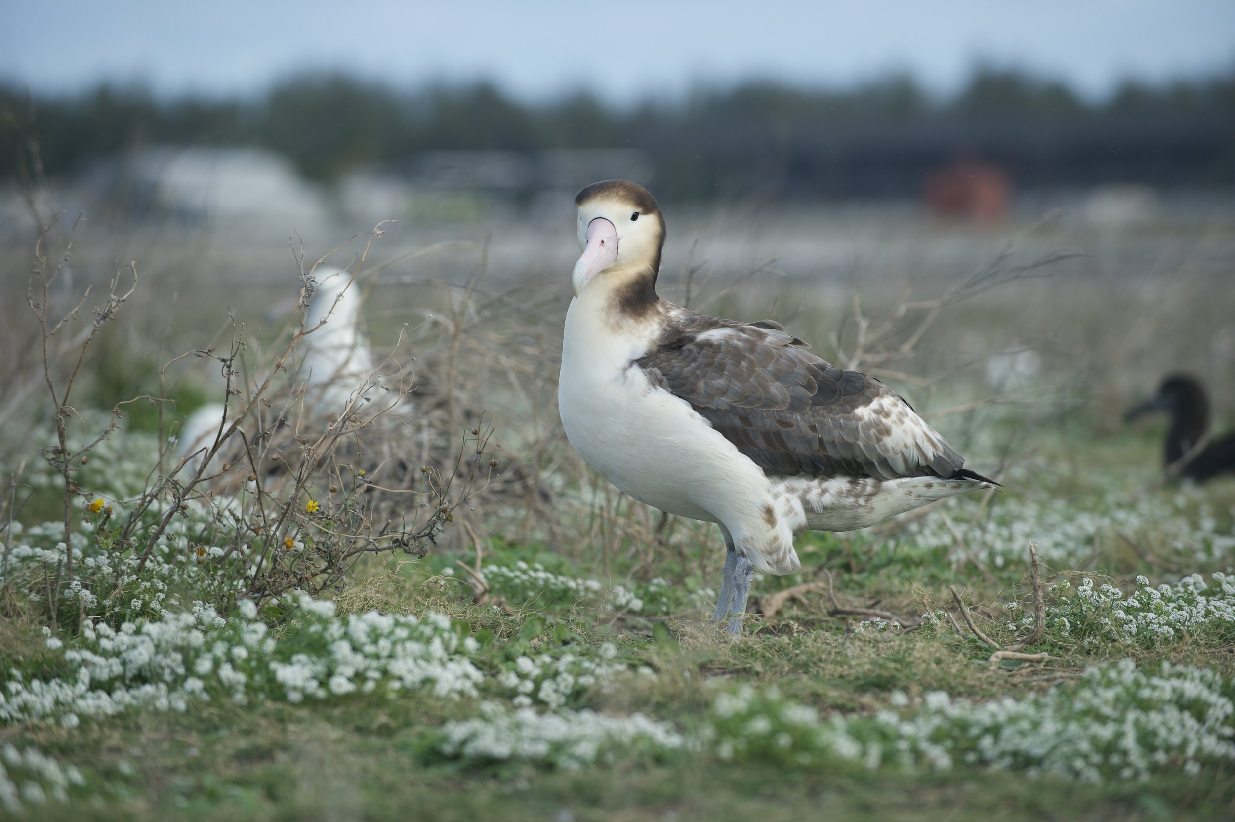 A rare Short Tailed Albatross on MIdway Atoll. Once numbering in the millions, there are less than 7500 birds remaining on earth.
