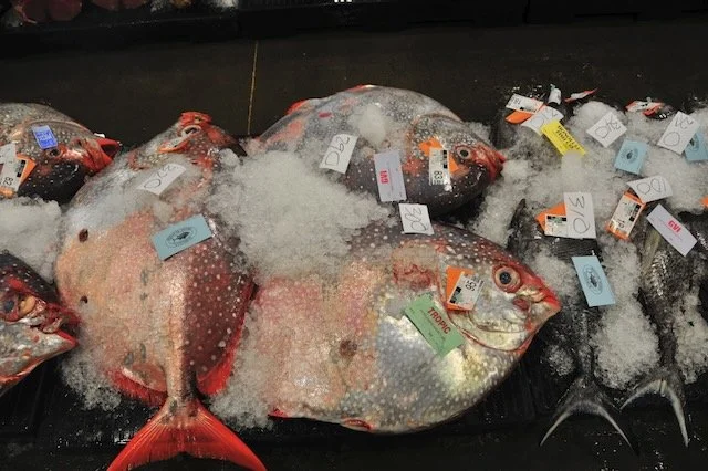 Opah selling for $3.00 a pound at the Honolulu Fidh Auction