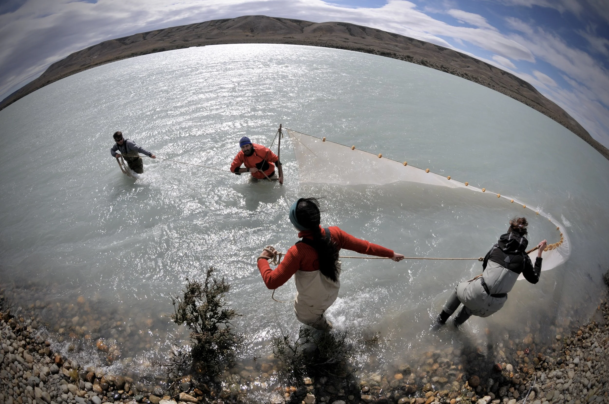 Fish survey on the Rio Santa Cruz near Parque Nacional Monte Leon, Argentina