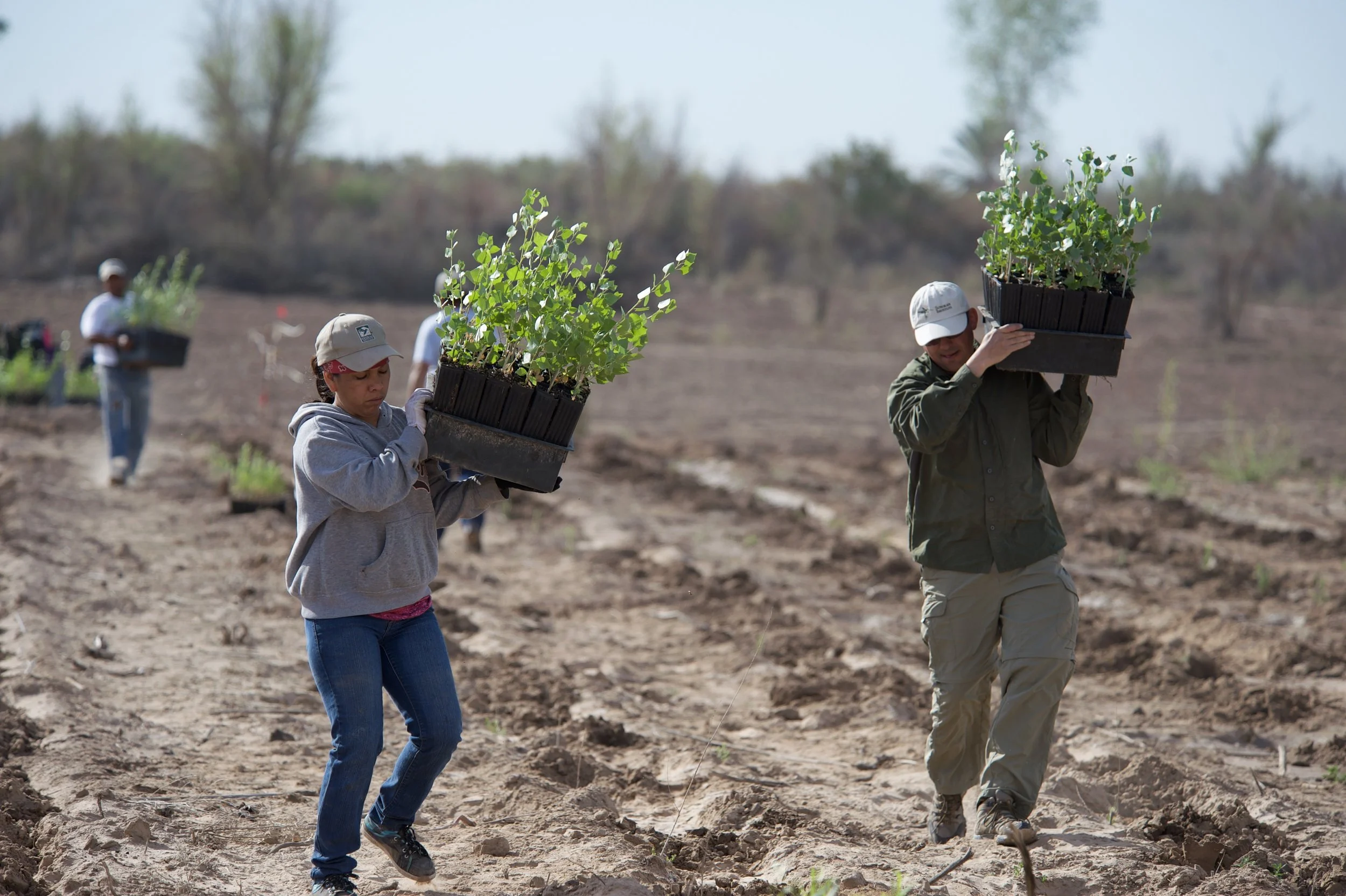 Replanting native cottonwoods in the Laguna Grande Restoration Zone, Colorado River Delta, Mexico
