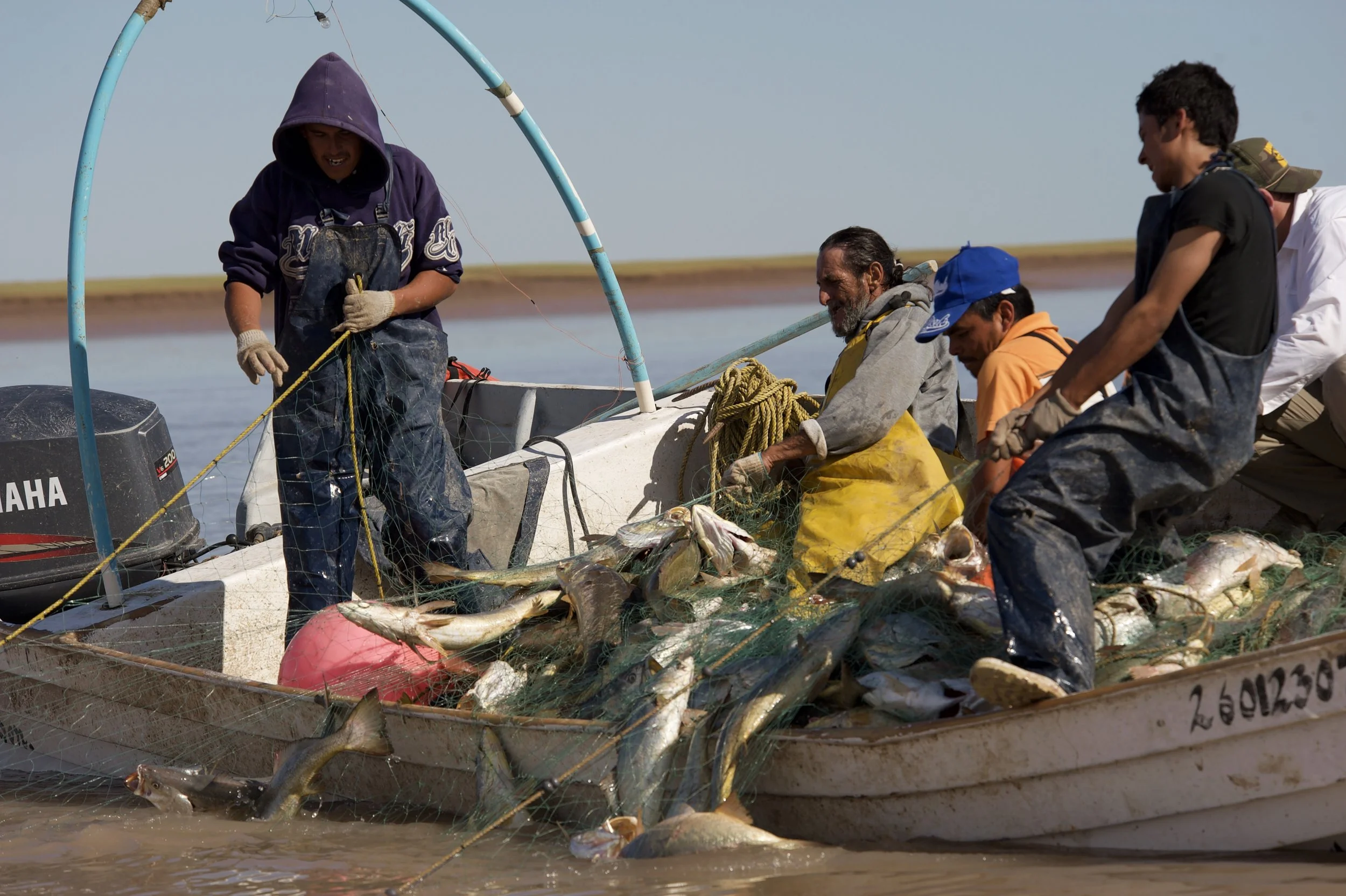 Gillnetters harvesting Corvina in the Alto Golfo de California Biosphere Reserve, Golfo de Santa Clara, Mexico