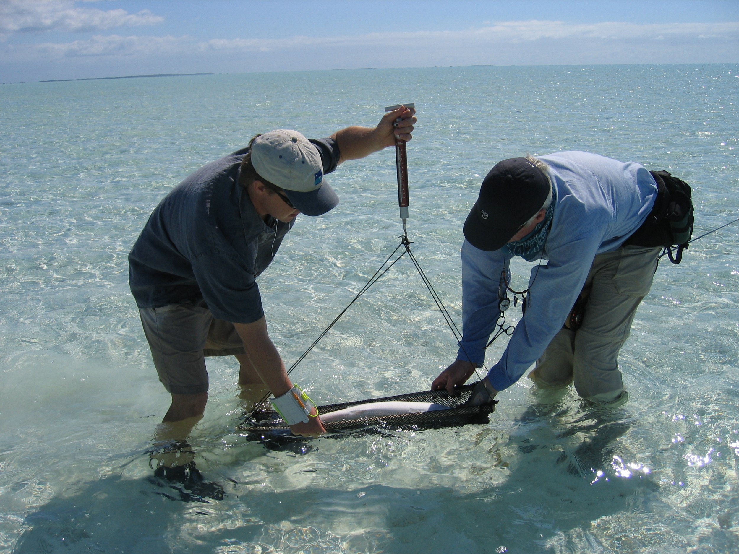Fish survey of bonefish on the flats near South Caicos, Turks and Caicos