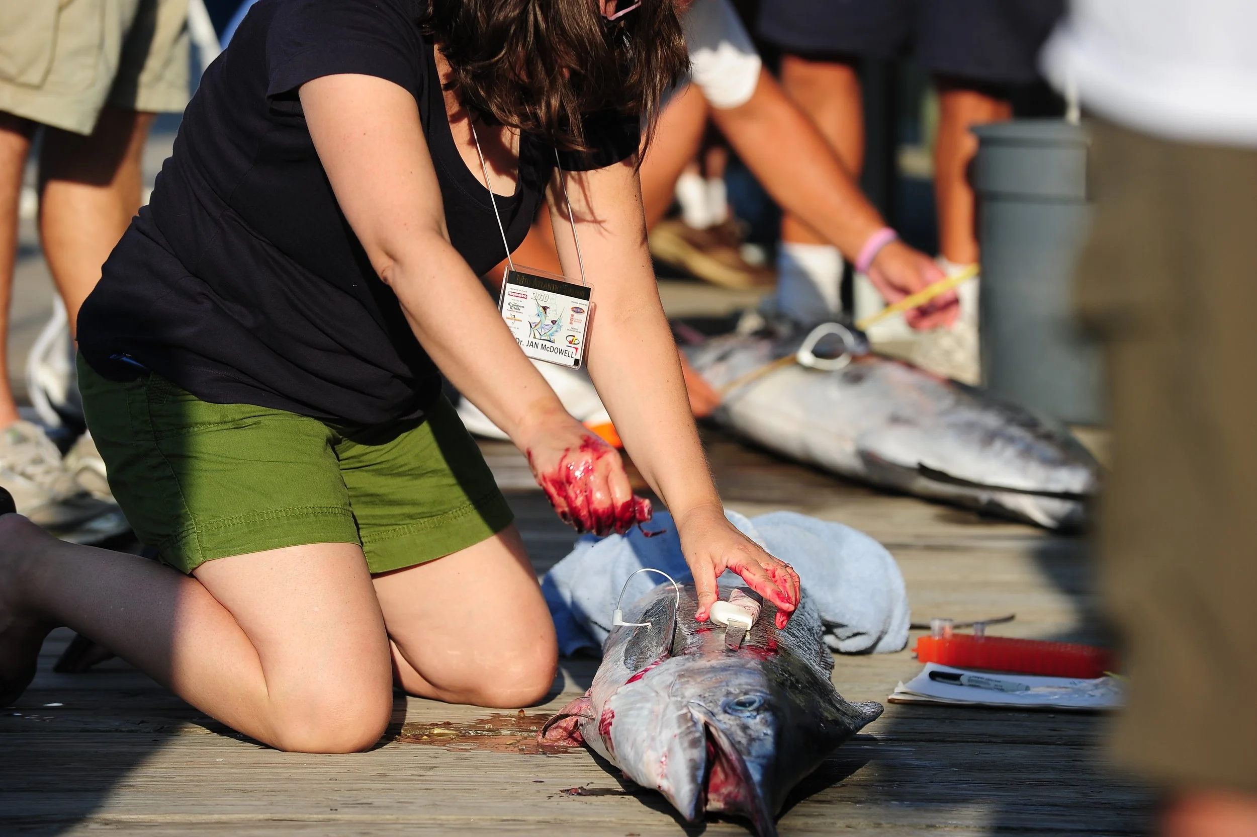 NOAA researcher harvesting otoliths (ear stones) from white marlin at the White Marlin Open, Ocean City, MD
