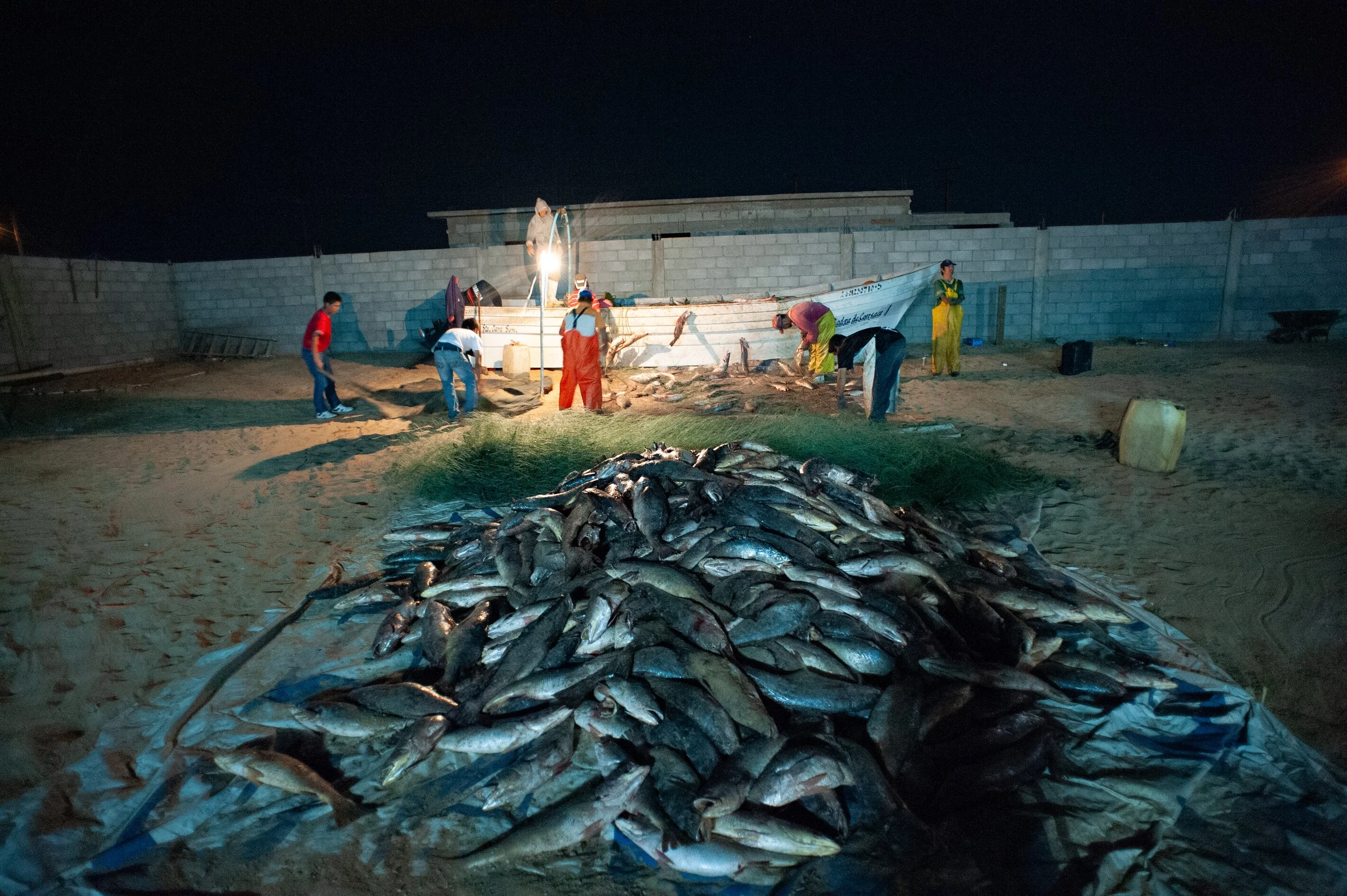 Corvina gill net pick and clean then packed in ice and trucked to Mexico City over 2400 km to market