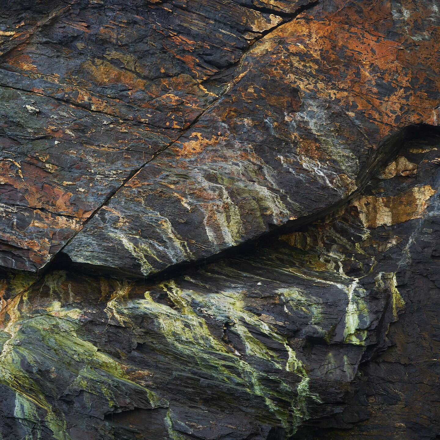 Viridian Veneer II
Subjects festooned with visually striking psychedelic colours, dripping with patterned etchings and mesmeric textures glisten with the soft light that encases the surrounding environment 

Sony A7ii &amp; 90mm Macro 2.8