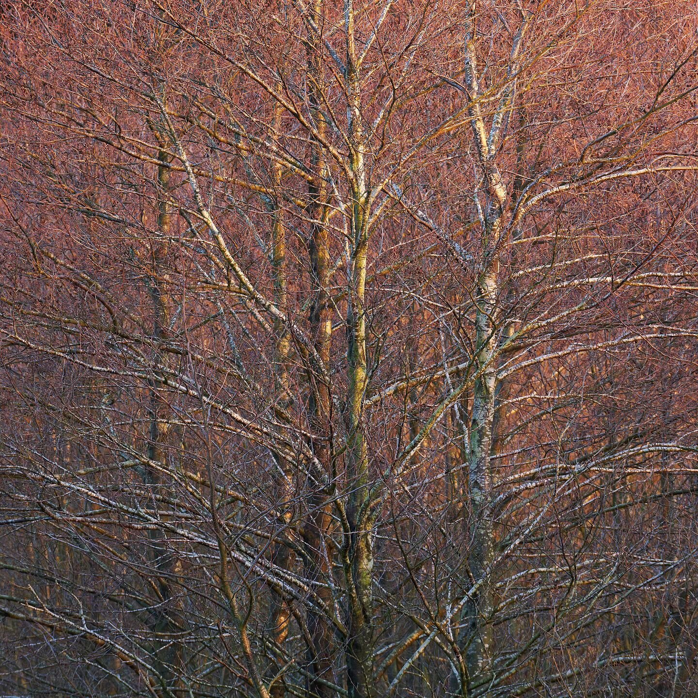 Lucent Latticework
Complex layering of the natural latticework of the forest deep glows amongst the late evening light. Instantly intensifying the rusted auburn winter character. Patiently waiting to be transformed with a lushous green bloom in month