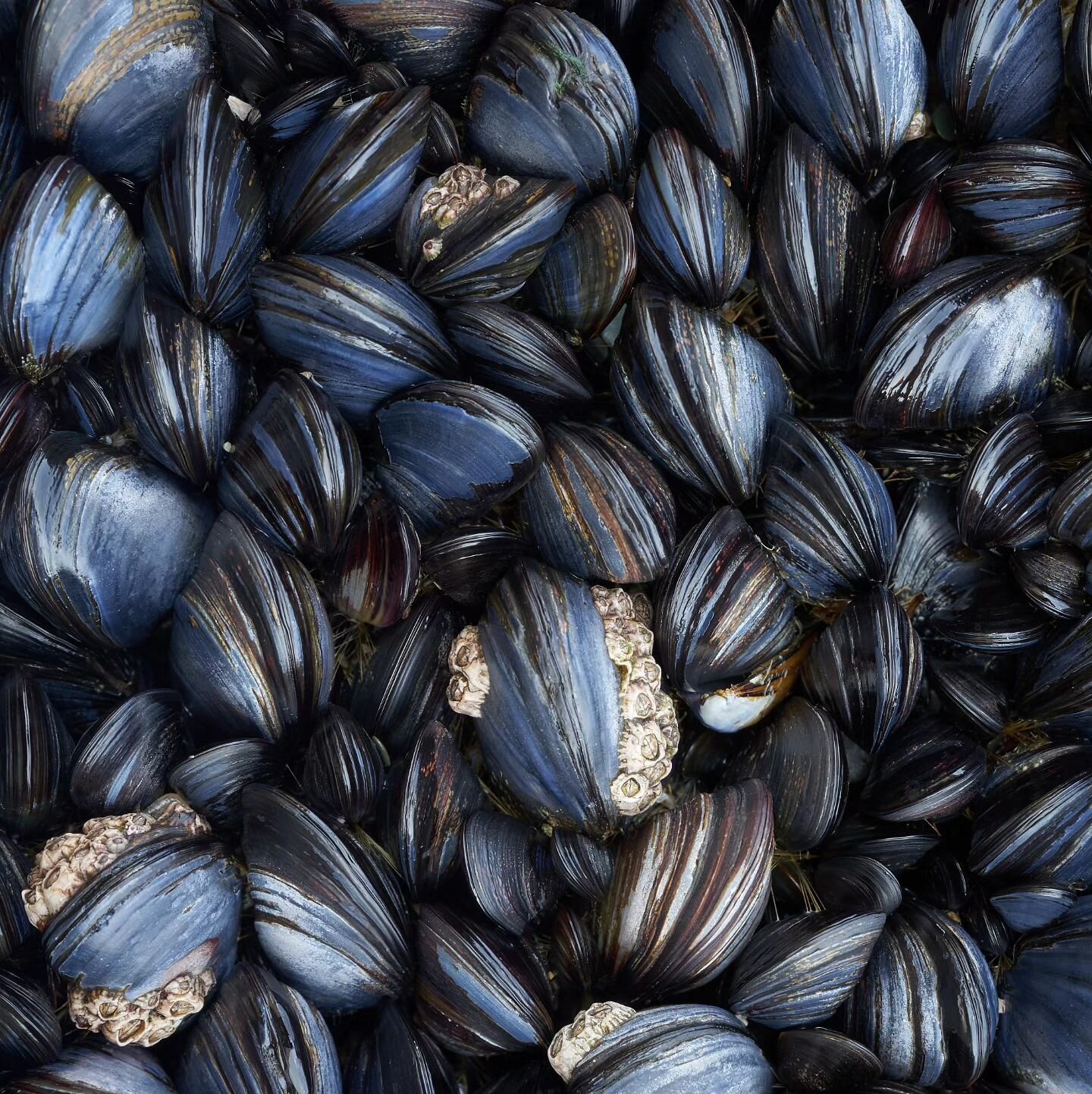 Tight-knit
Glossy blue mussels completely stipple ancient coastal rocks strewn from the cliff tops above. This ecosystem exposed for only a short time, waiting until the next high tide crawls in. 

Sony A7ii &amp; 90mm/2.8
