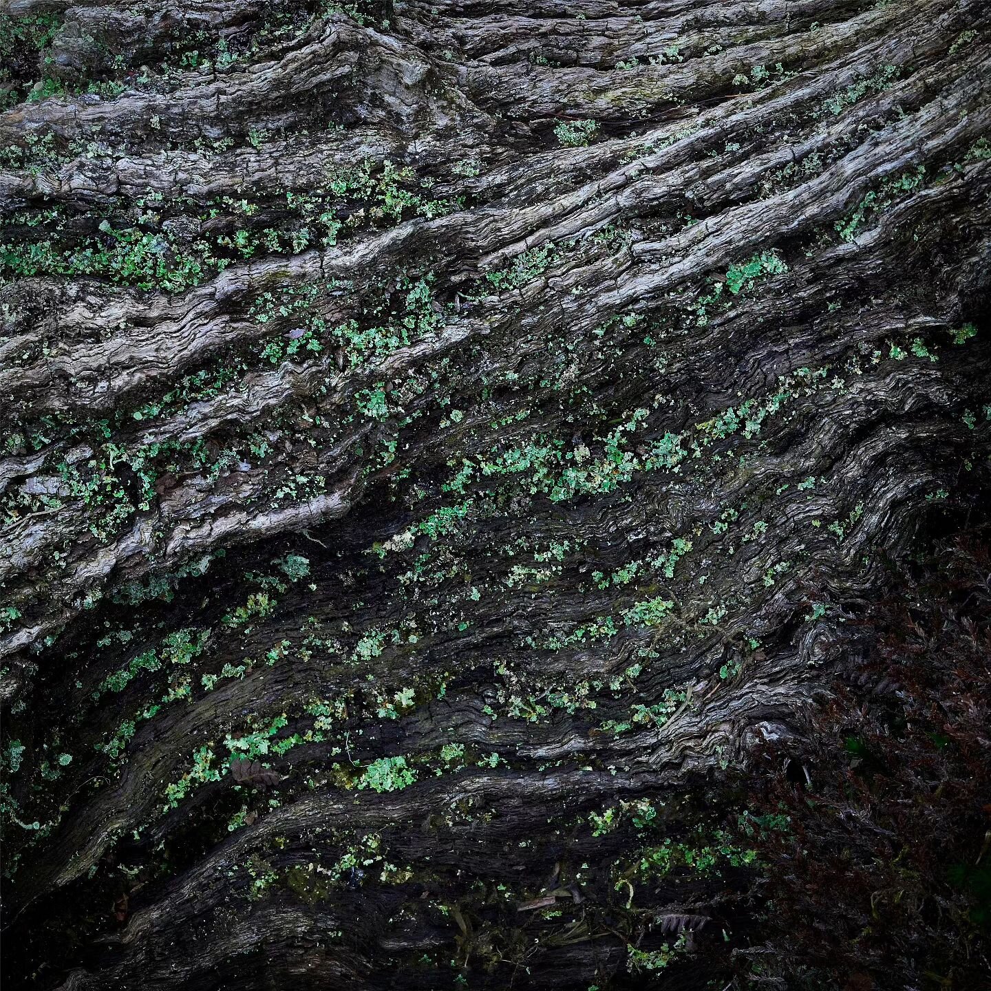Emerald Symbiosis
A miniature landscape hosted a cocktail of connecting shapes, colours and patterns amongst the rugged textures. The vivid emerald green streaks really stood out to me as I first approached the scene. However I took my time, I knew t