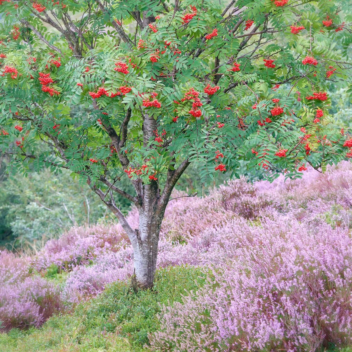 Heat Heather and Halcyon