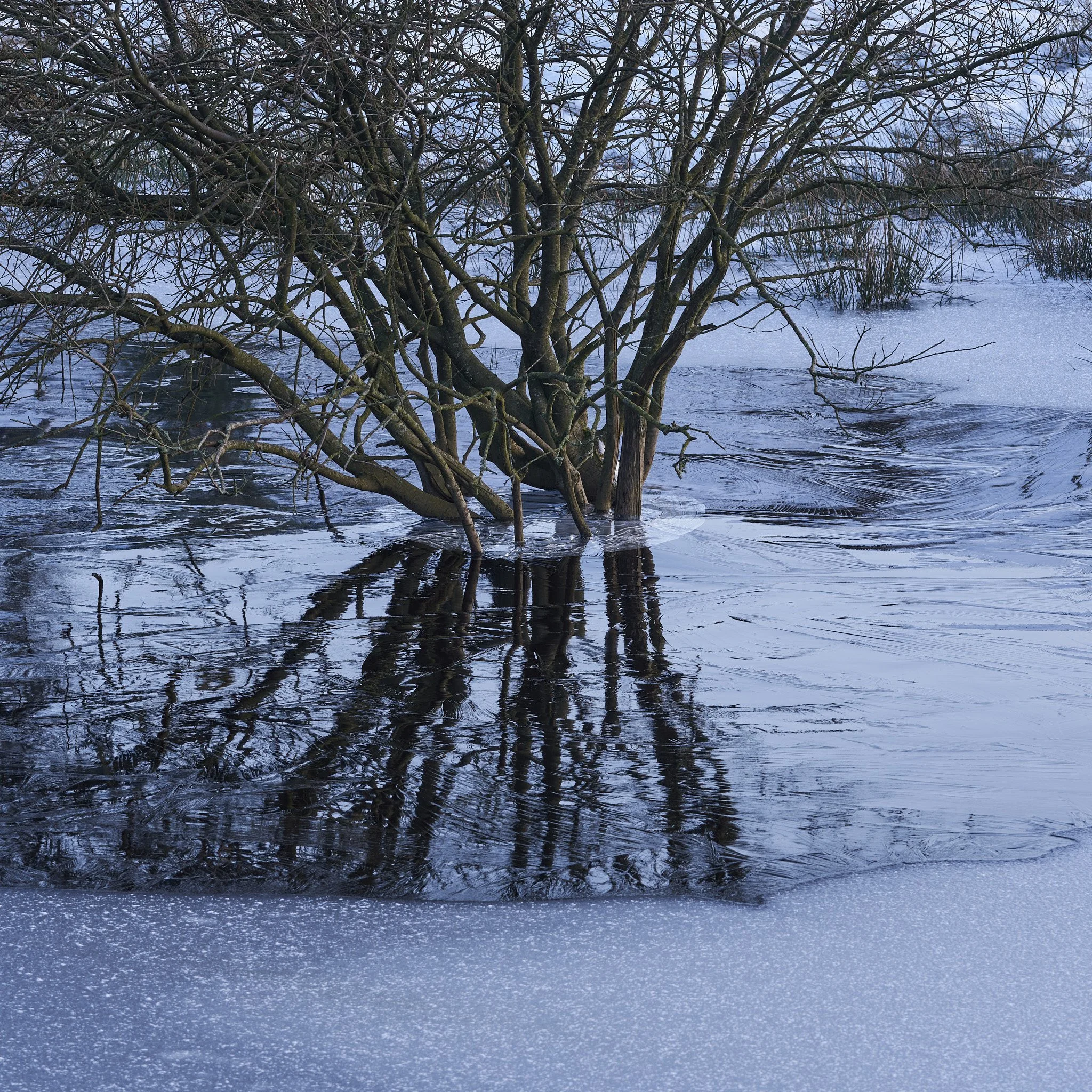 Jan Blackmoorfoot 25 19webuse.jpg