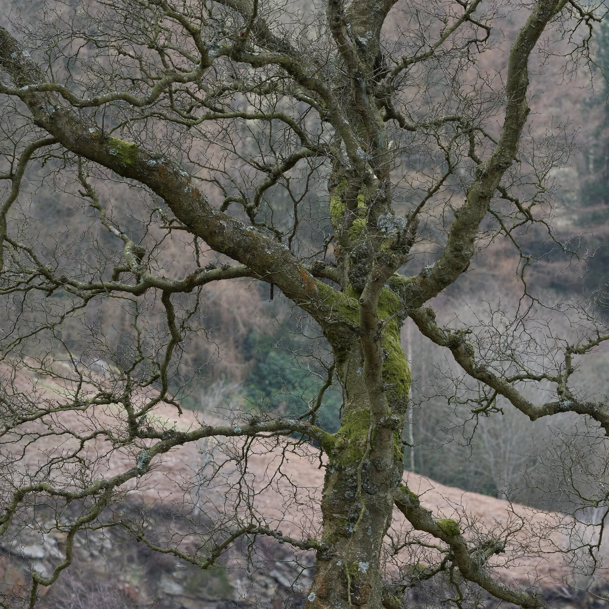 Jan Blackmoorfoot 25 31webuse.jpg