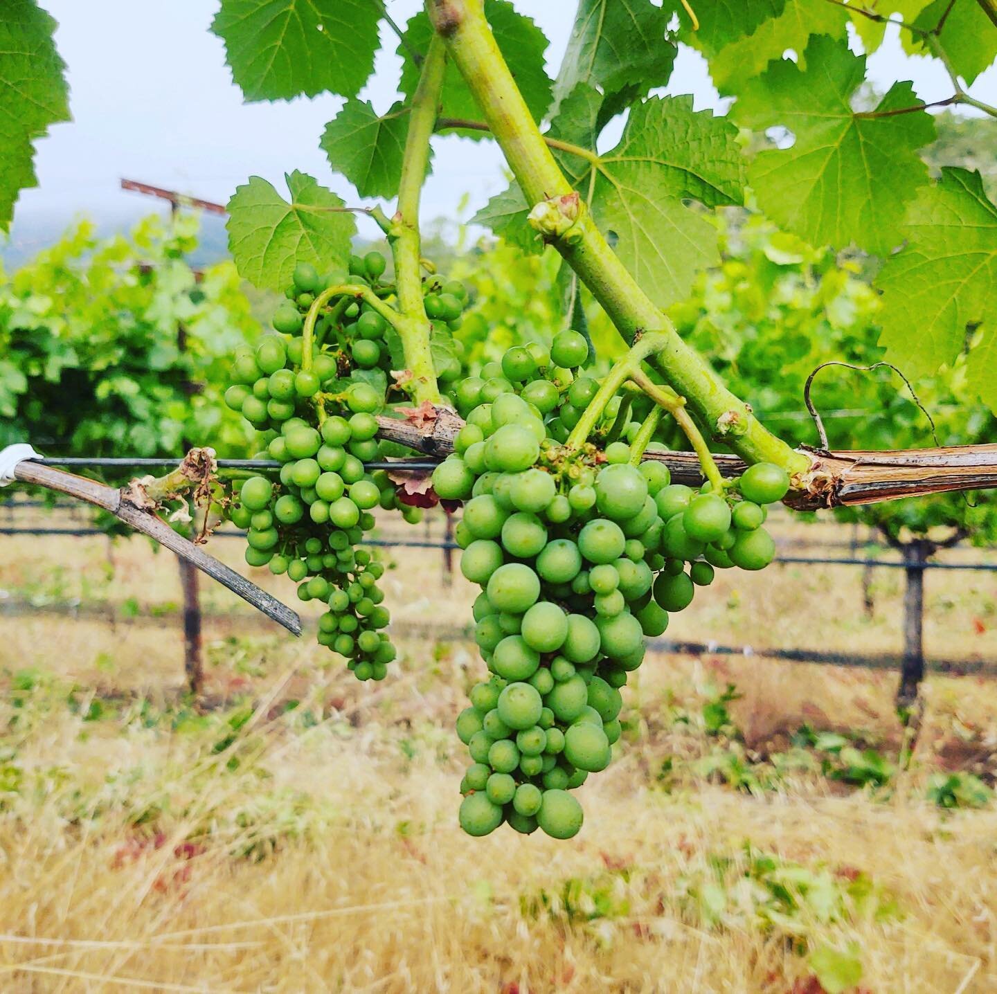 Hanging in there. Growing. 😁

#vineyard #vineyardvines #vineyards #vineyardviews #vineyardlife #vineyardphotography #wine #winecountry #winecompany #winegrapes🍇 #winegrapes #winegram #winegrower #winetime #winetasting #sonomacounty #sonomavintners 